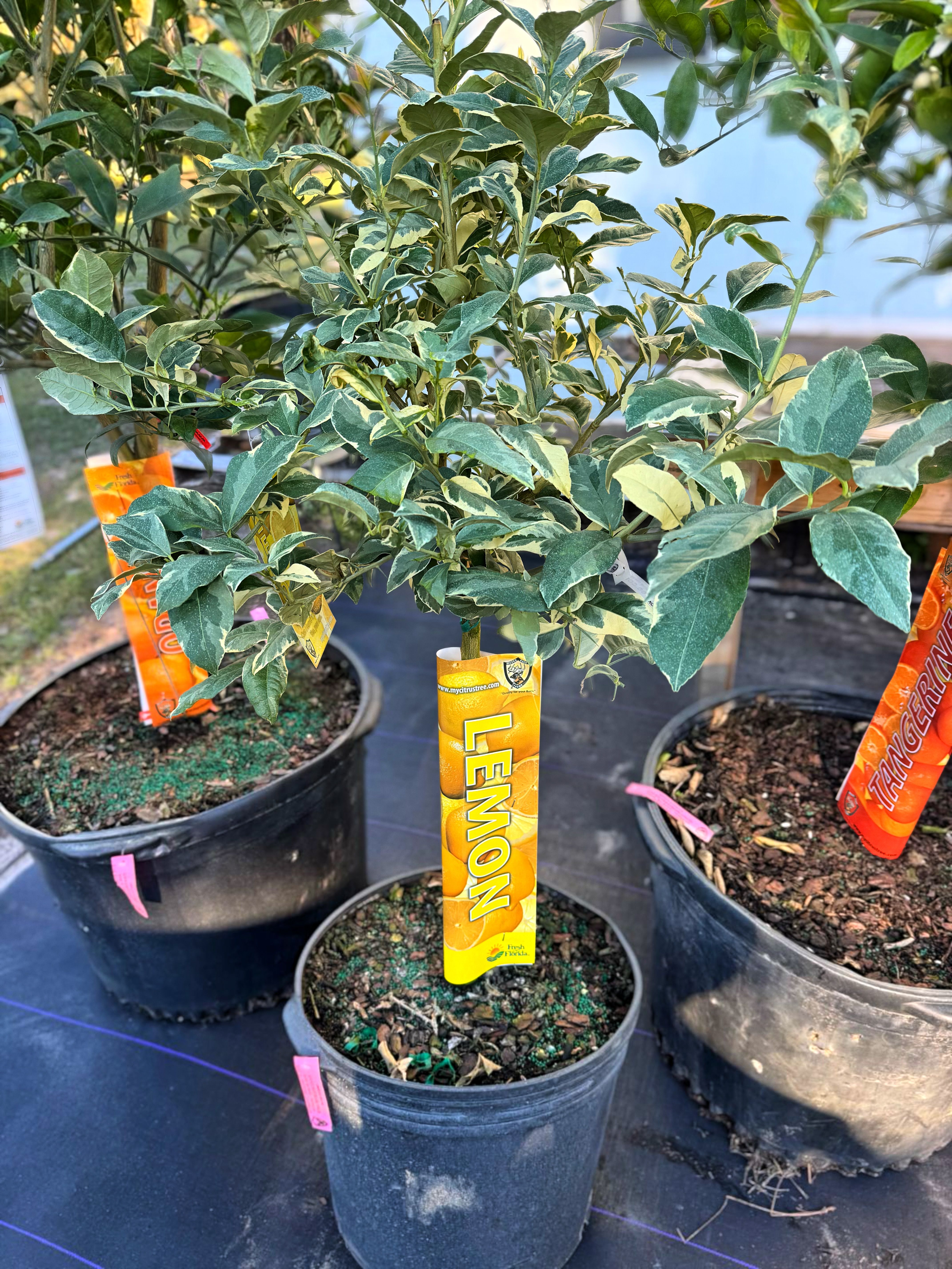  for Southern Roots Tree Farm in Crystal River, FL