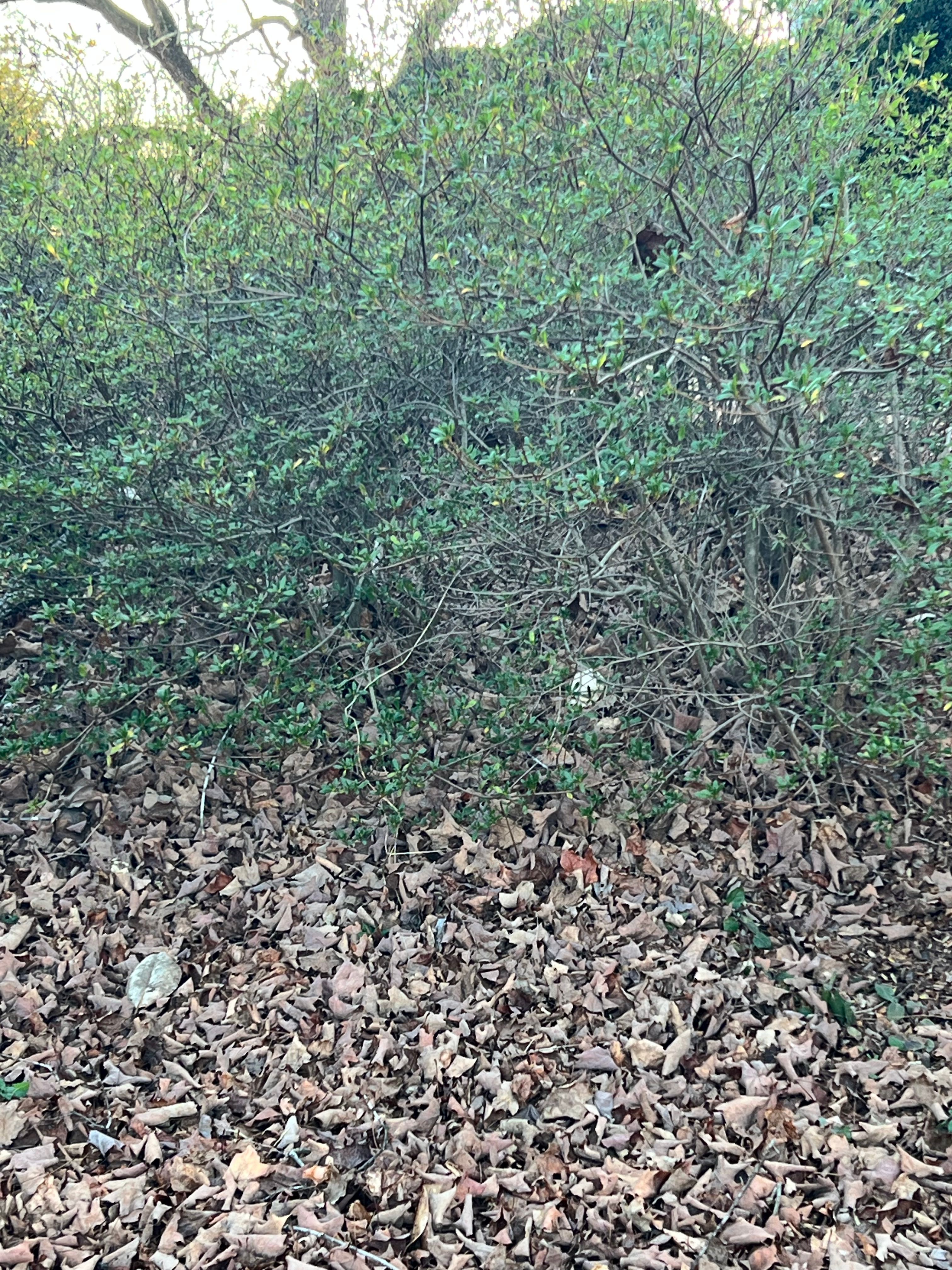  for Valencia’s Lawncare in Charlottesville, VA