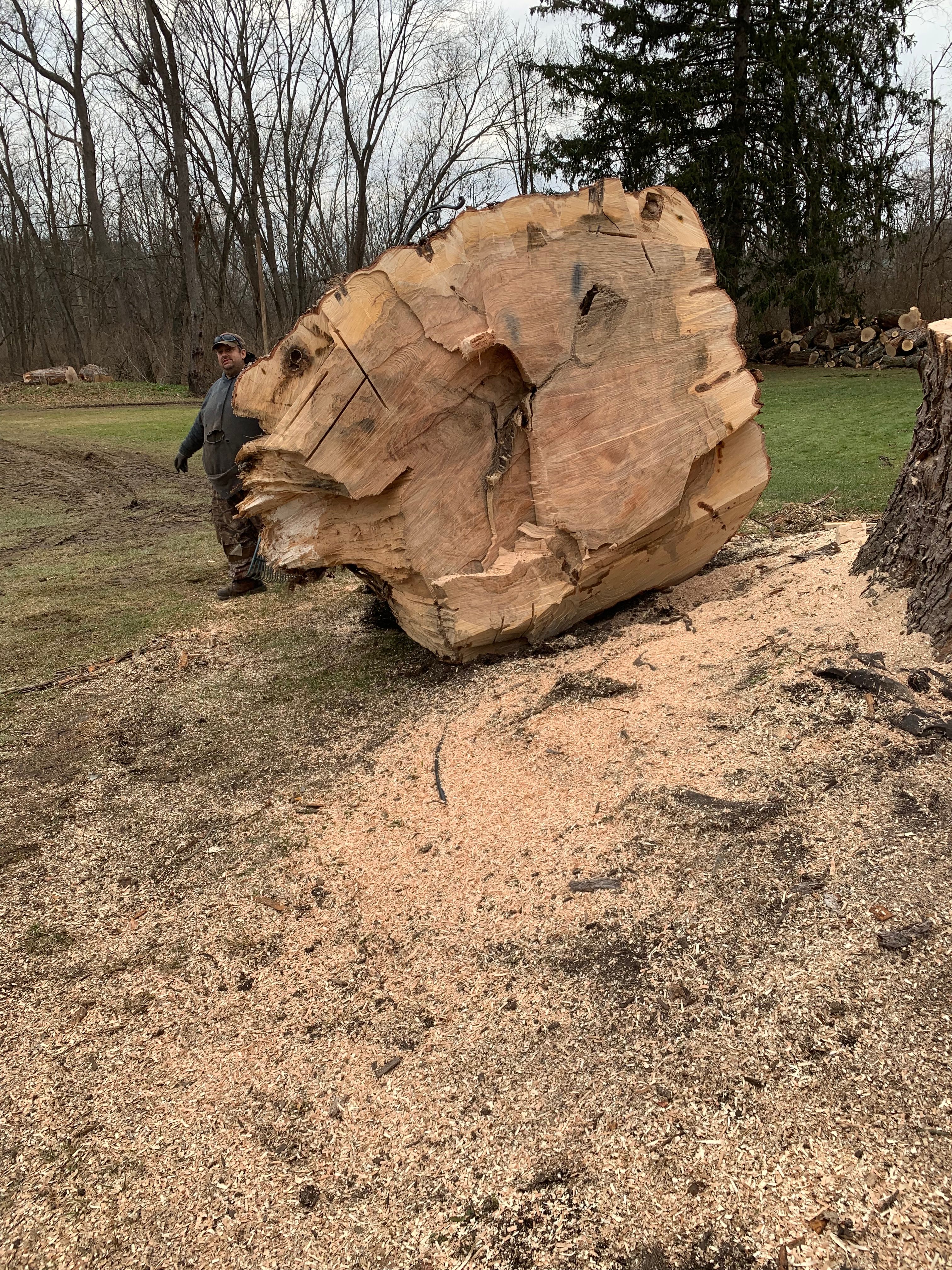 Tree Removal for Benjamin & Sons in Elmira, NY