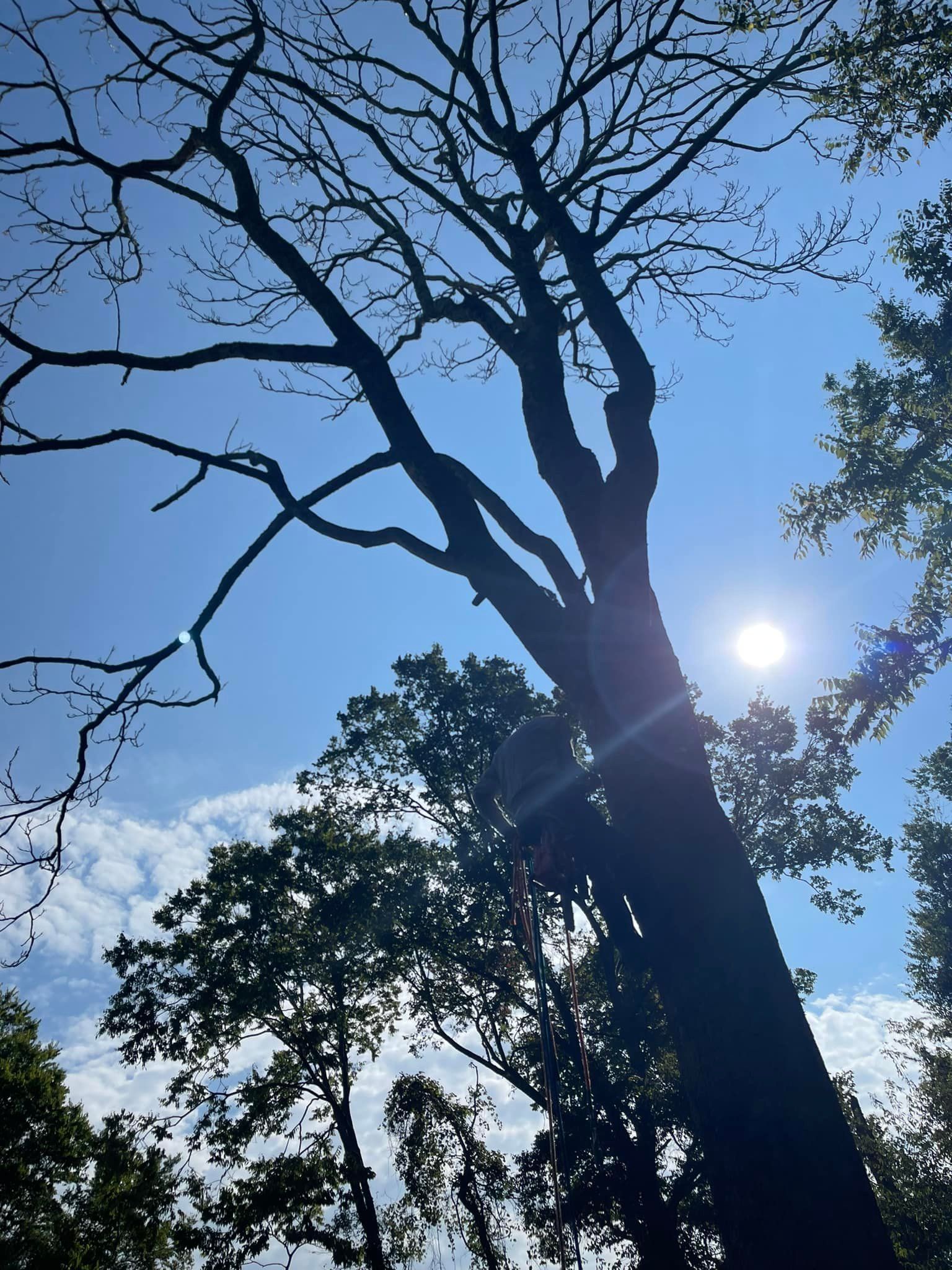 Tree Removal for Cassidy Tree Care in Santa Fe, TN