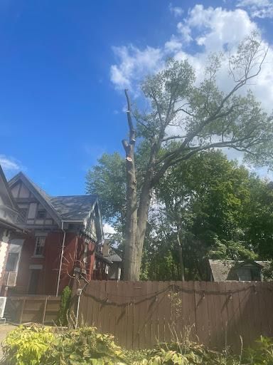  for TLC Professional Tree Service in Bedford, TX