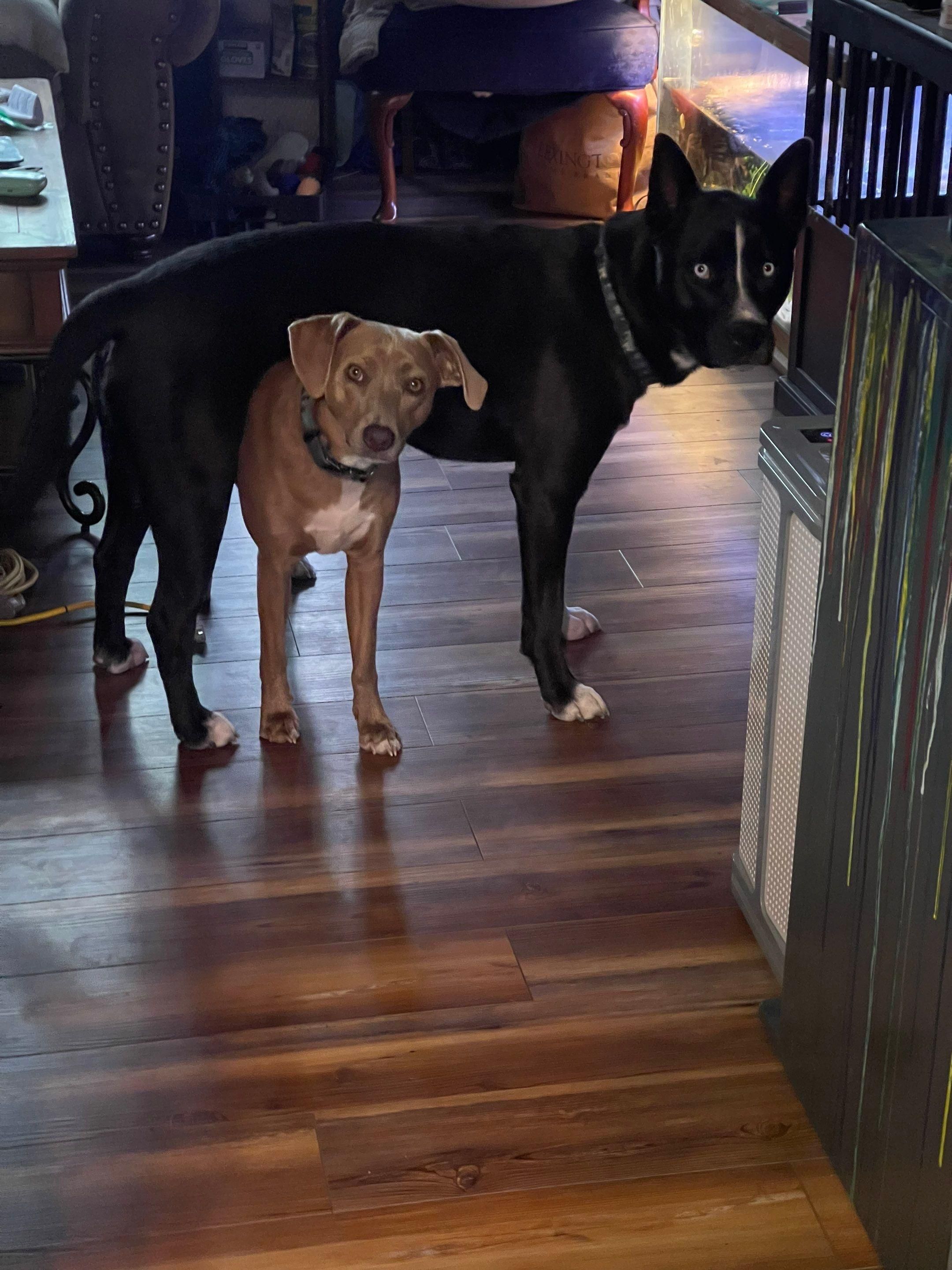 It's really about the pets we meet along the way... for Mr. Pipe Dreams LLC in Colorado Springs, CO