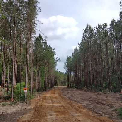 All Photos for Big Thicket Land Clearing in Kountze, TX