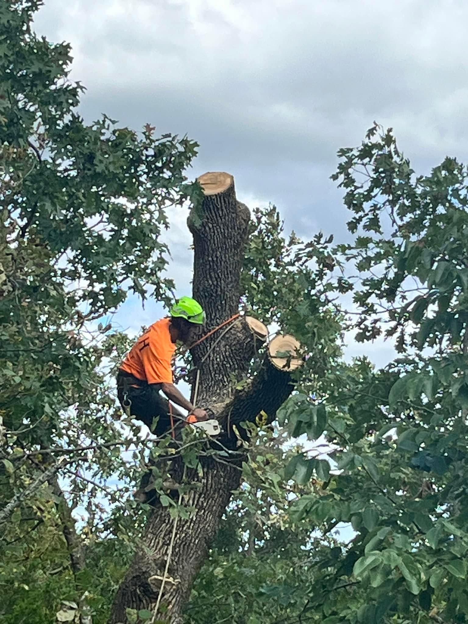  for H n H Tree Service in Taneyville, MO