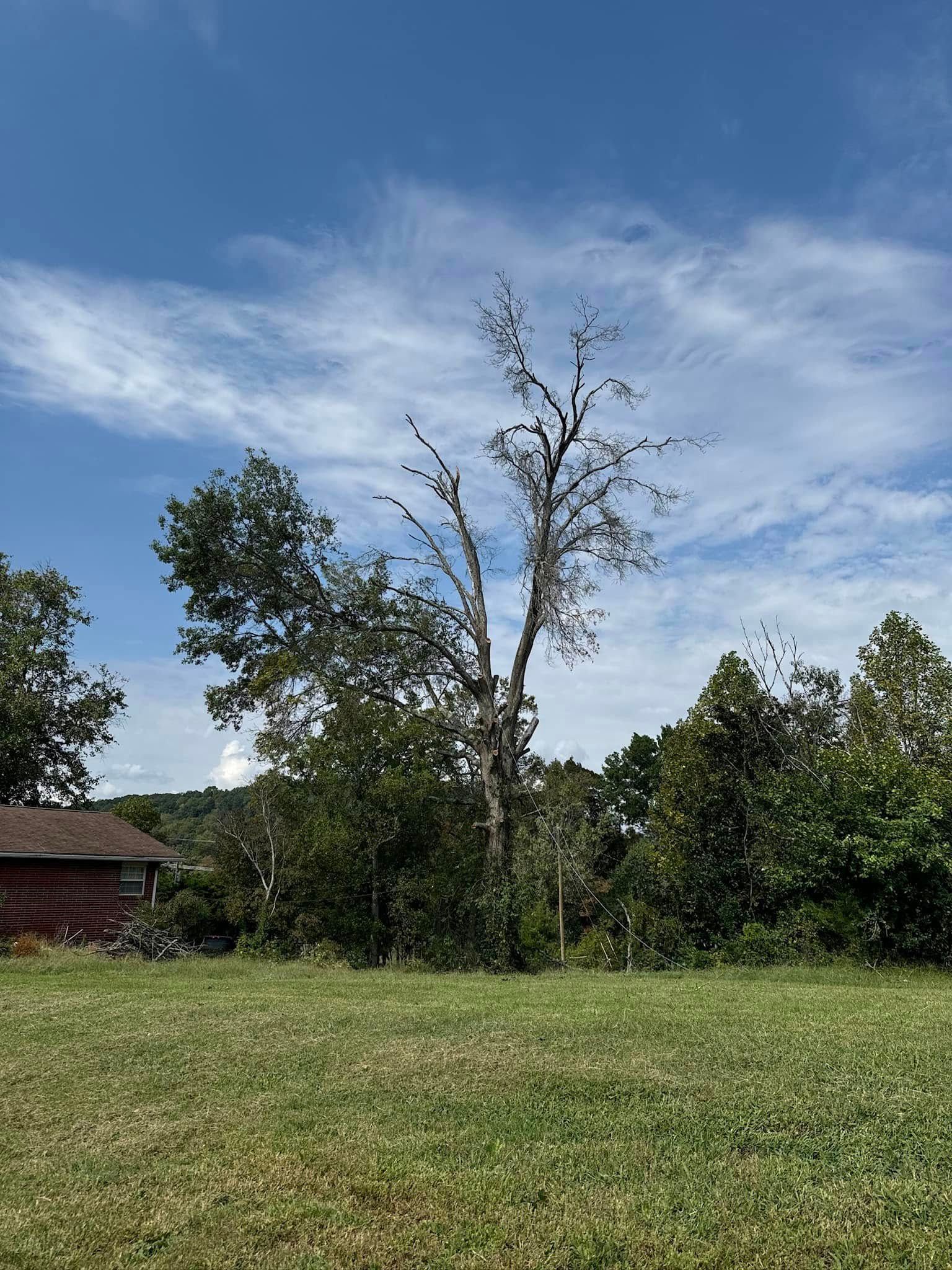 Tree Removal for Grainger Tree Service in Blaine, TN