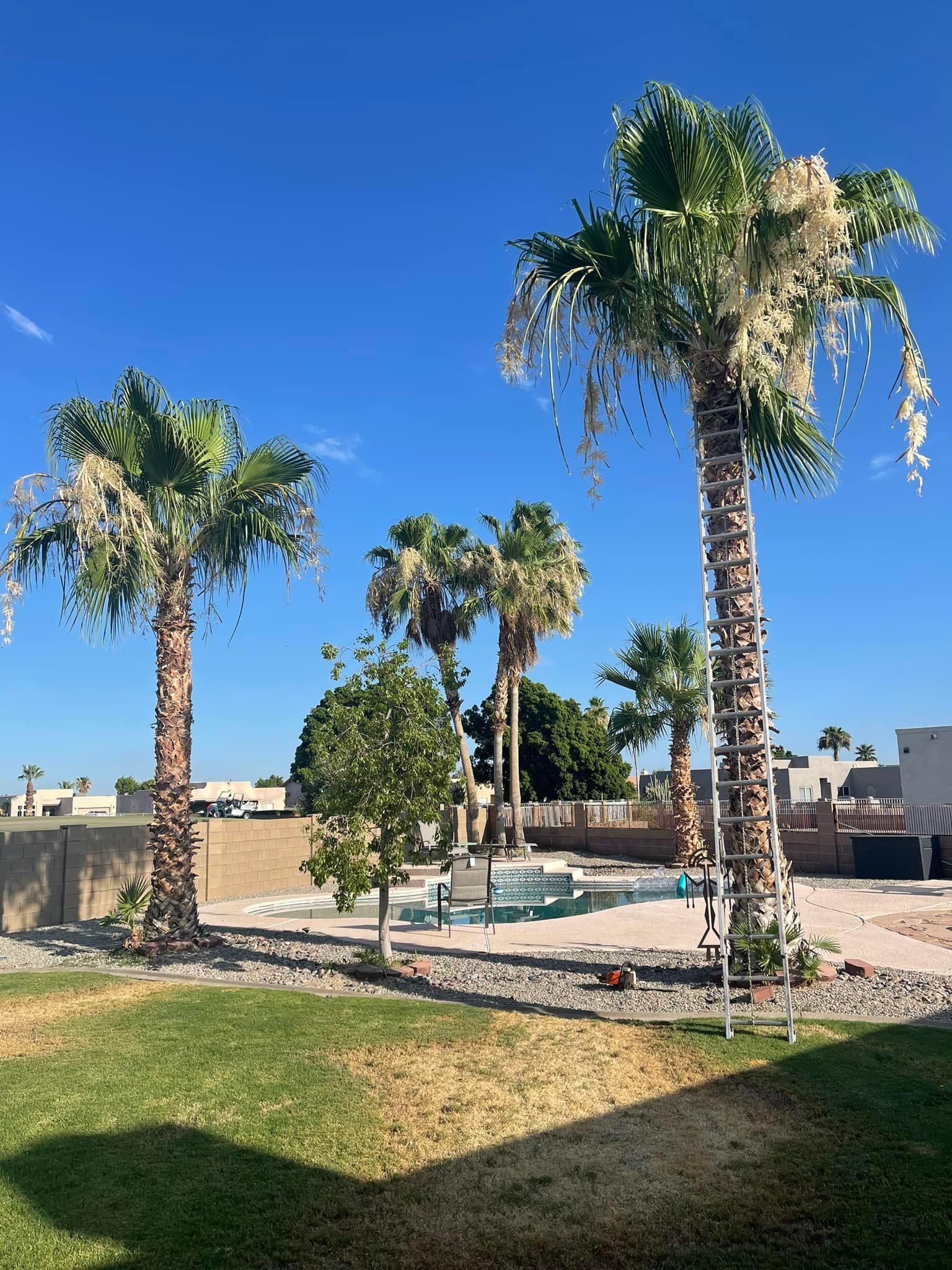  for Oliver L. Palm & Tree services in Yuma County, AZ