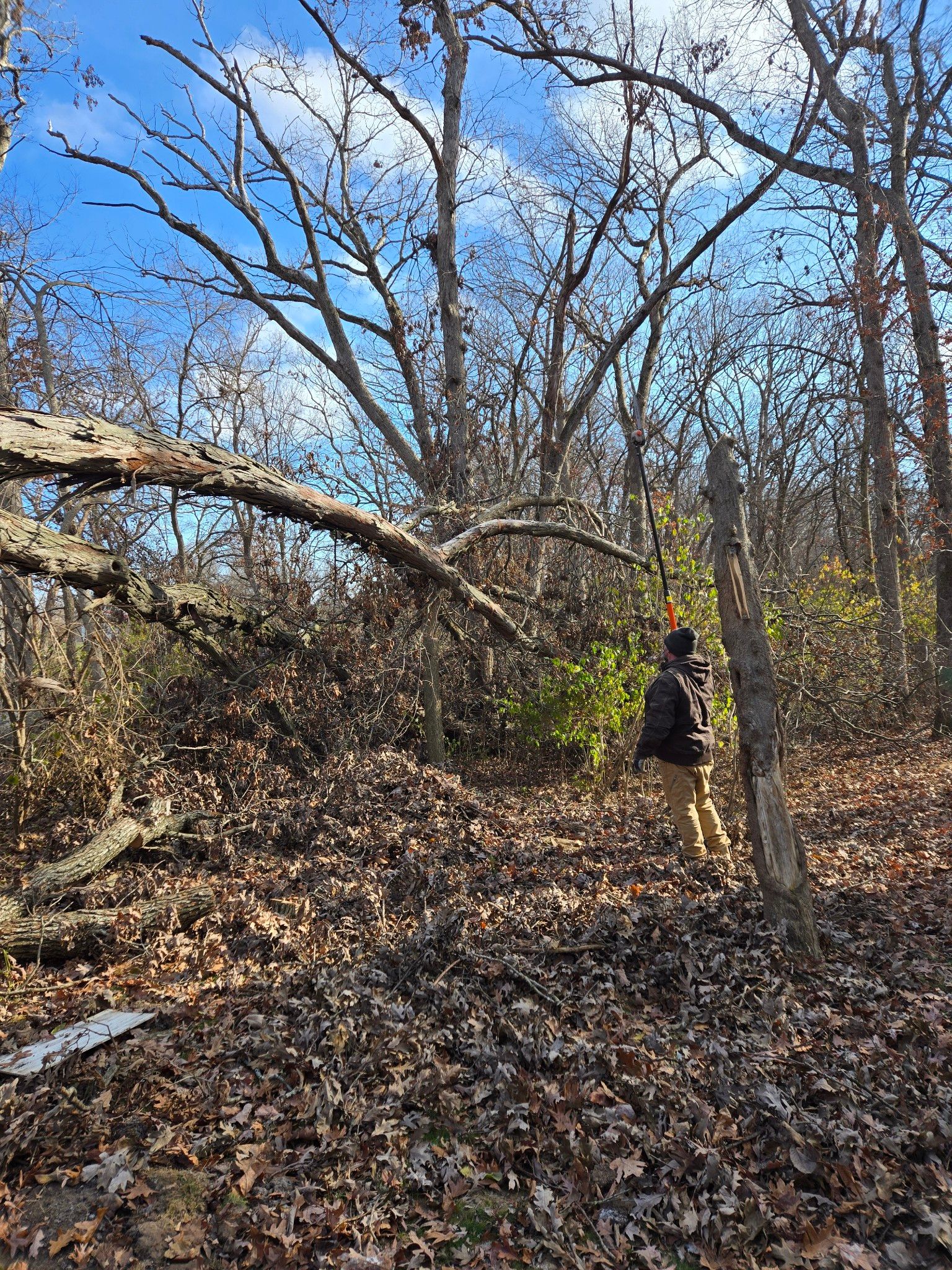 Tree Removal for Olson Tree Service, Inc in Winnebago County, IL