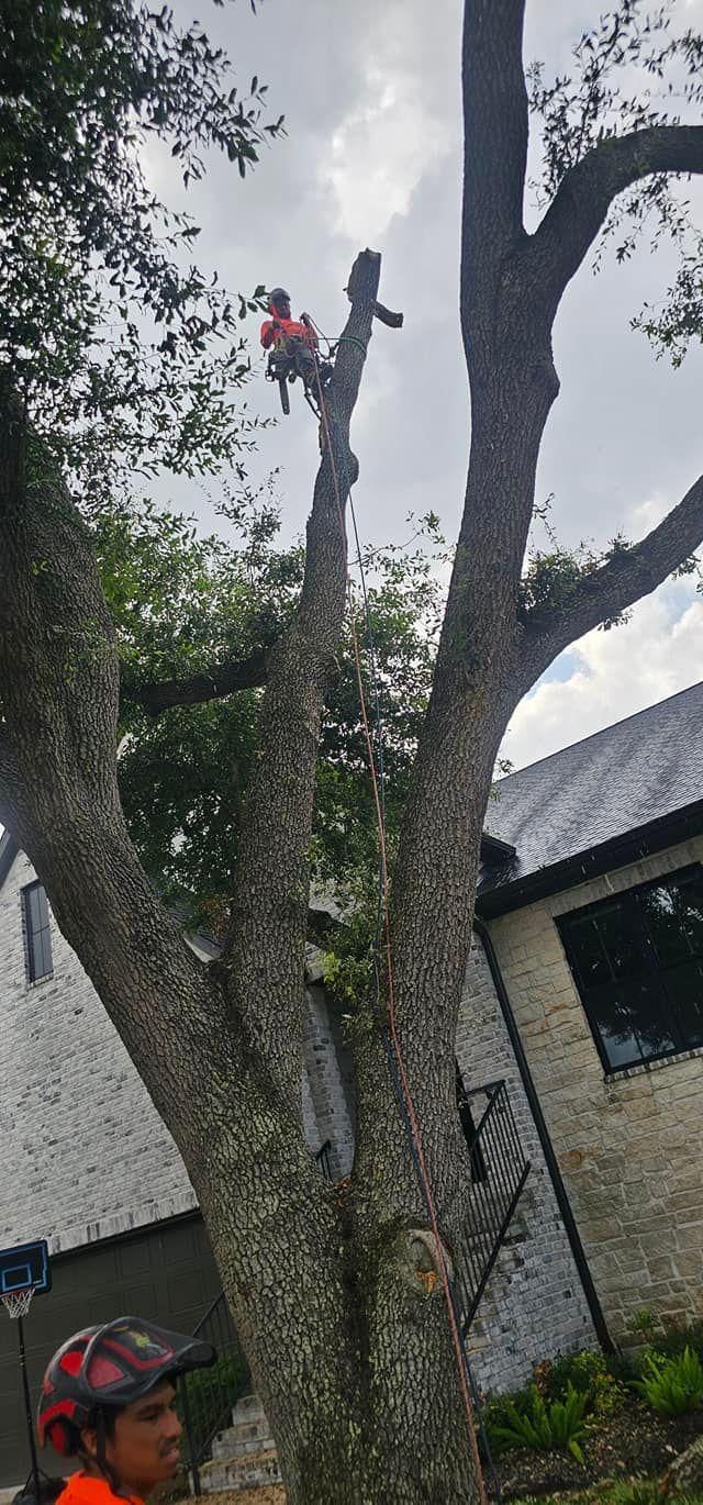  for Servin's Tree Care  in Houston, TX