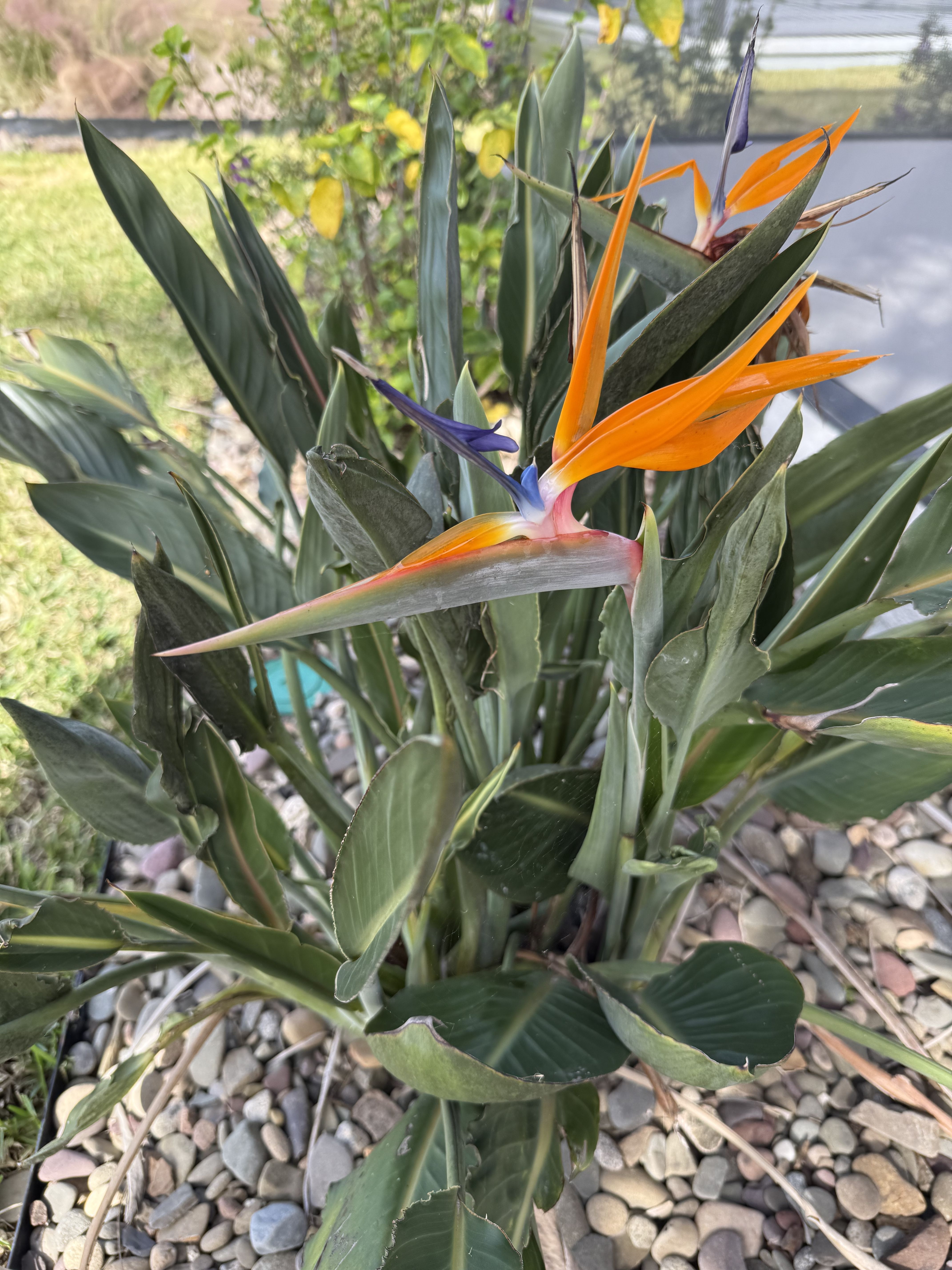  for Top Quality Hardscapes in Wildwood, FL