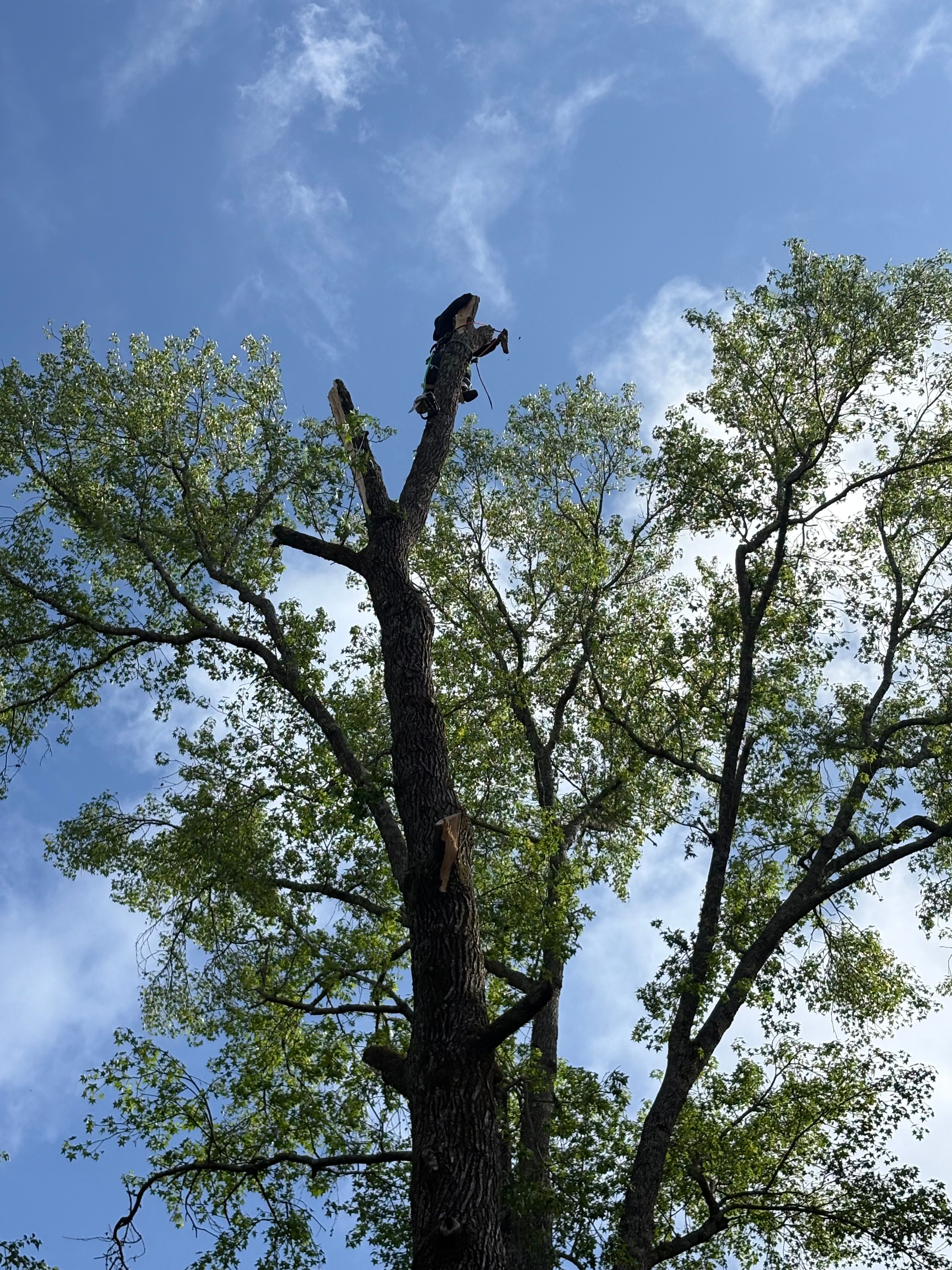  for T N L - Tree and Land Service in Reynolds, GA