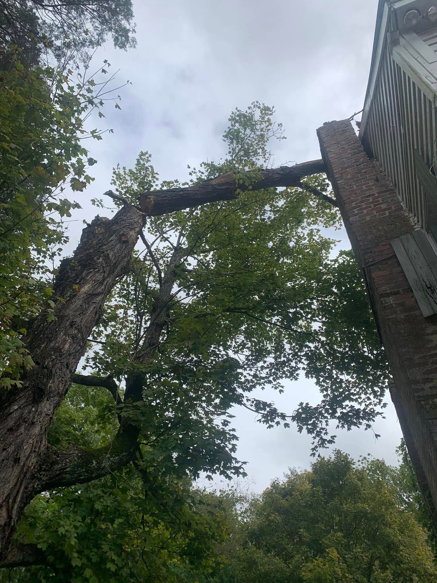 All Photos for Grainger Tree Service in Blaine, TN