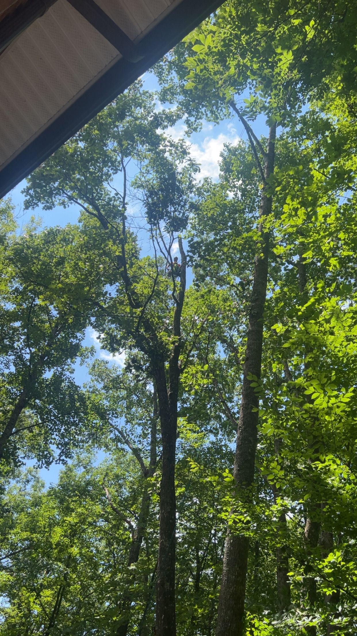  for Ground To Sky Tree Care in Asheville, North Carolina