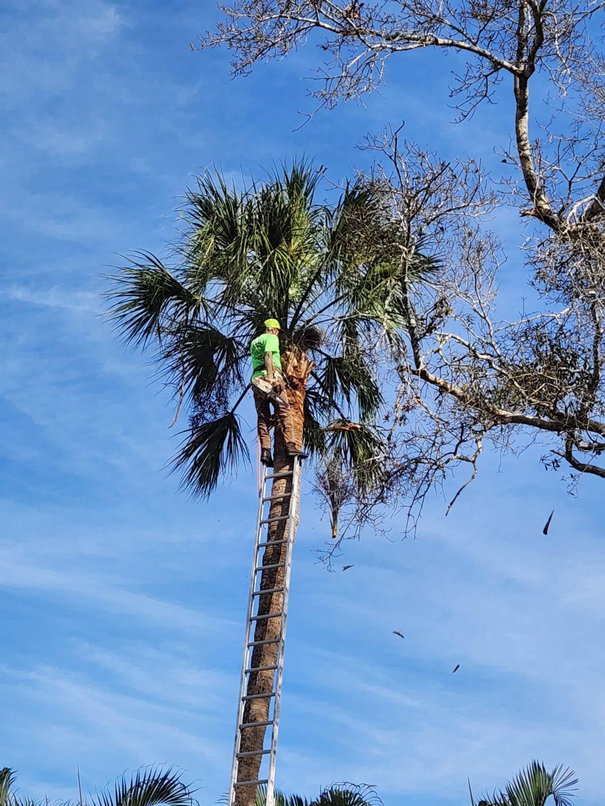  for Bills Tree Service in Valrico, FL