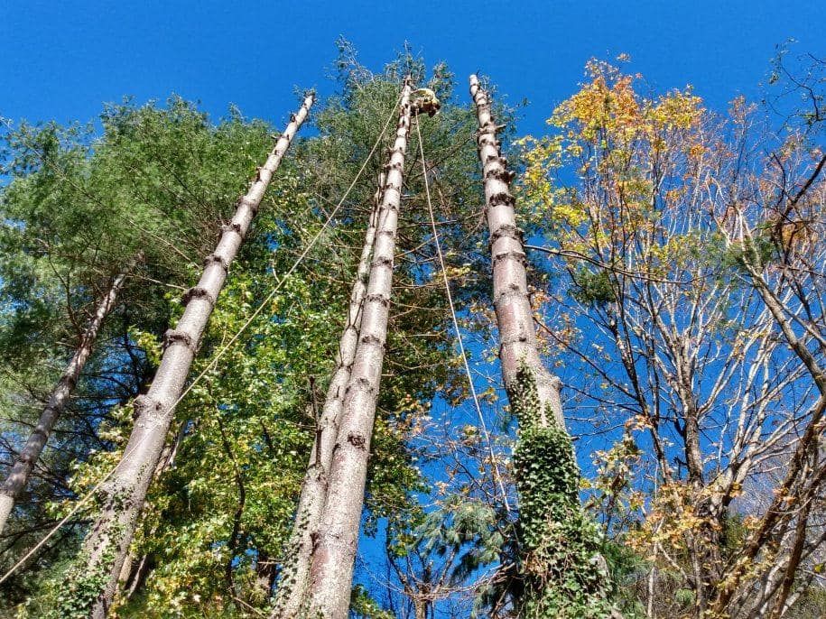  for Ground To Sky Tree Care in Asheville, North Carolina