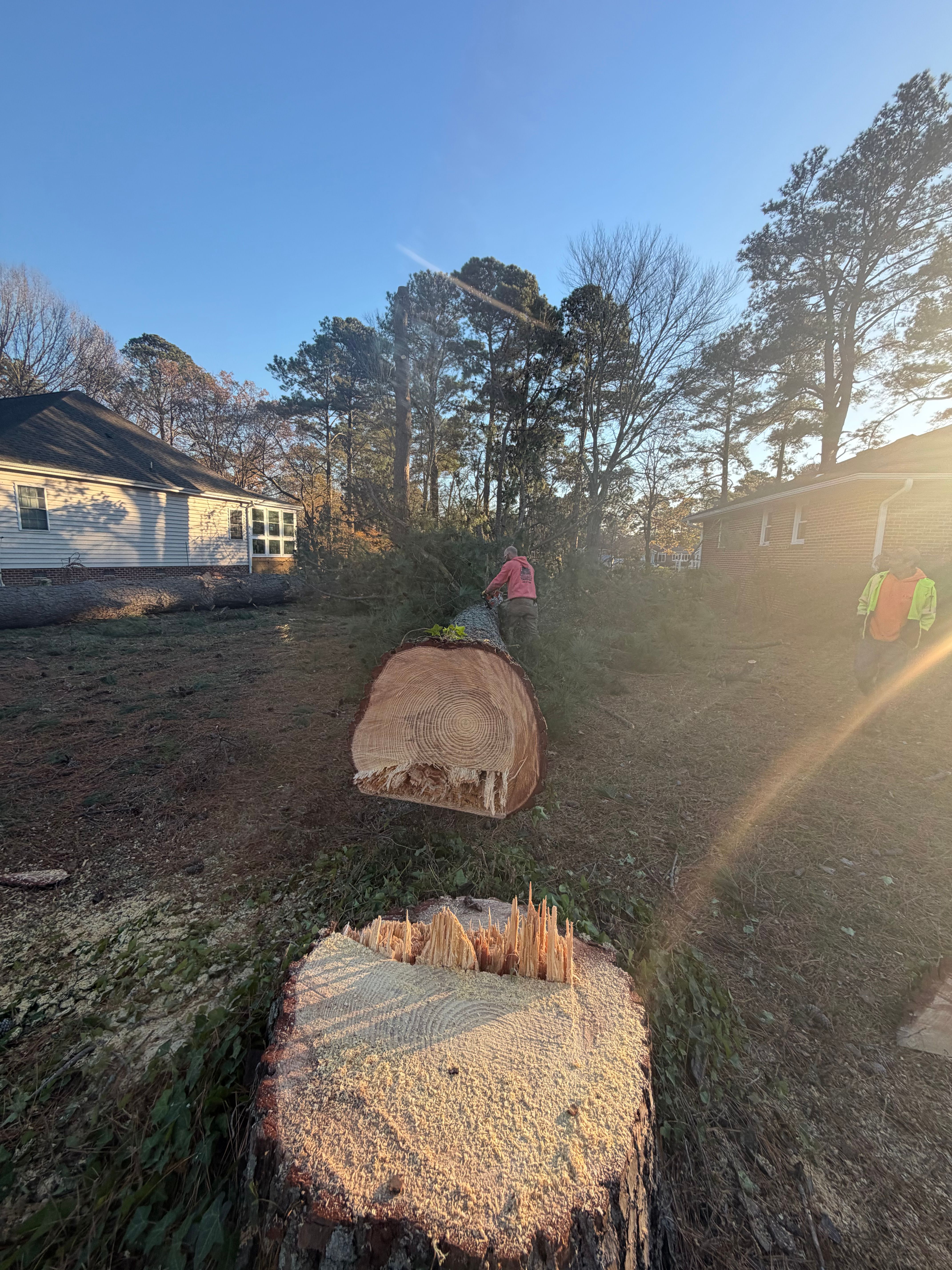  for Tidewater Tree Service in Chesapeake, VA