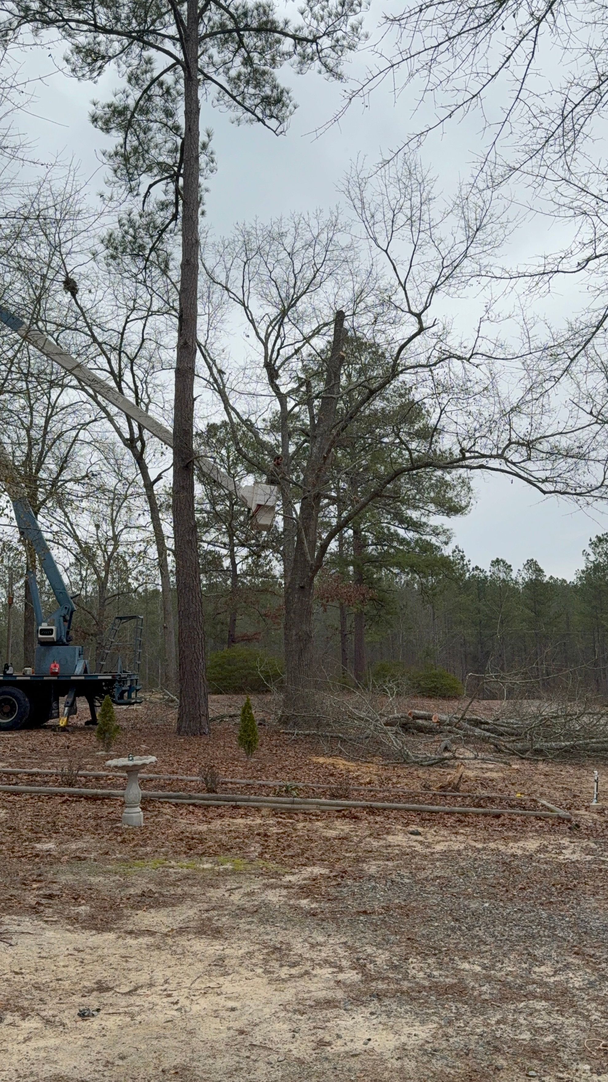  for T N L - Tree and Land Service in Reynolds, GA
