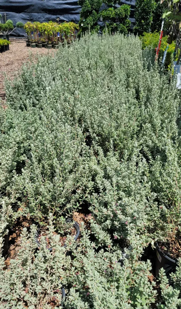  for Texas Curb N Borders in Houston, TX