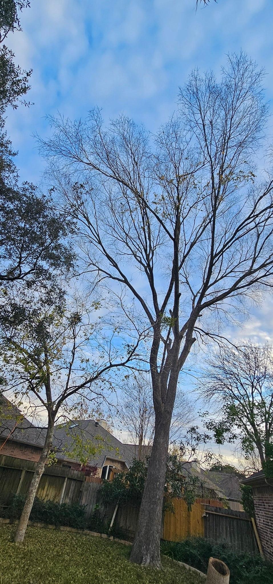  for Servin's Tree Care  in Houston, TX