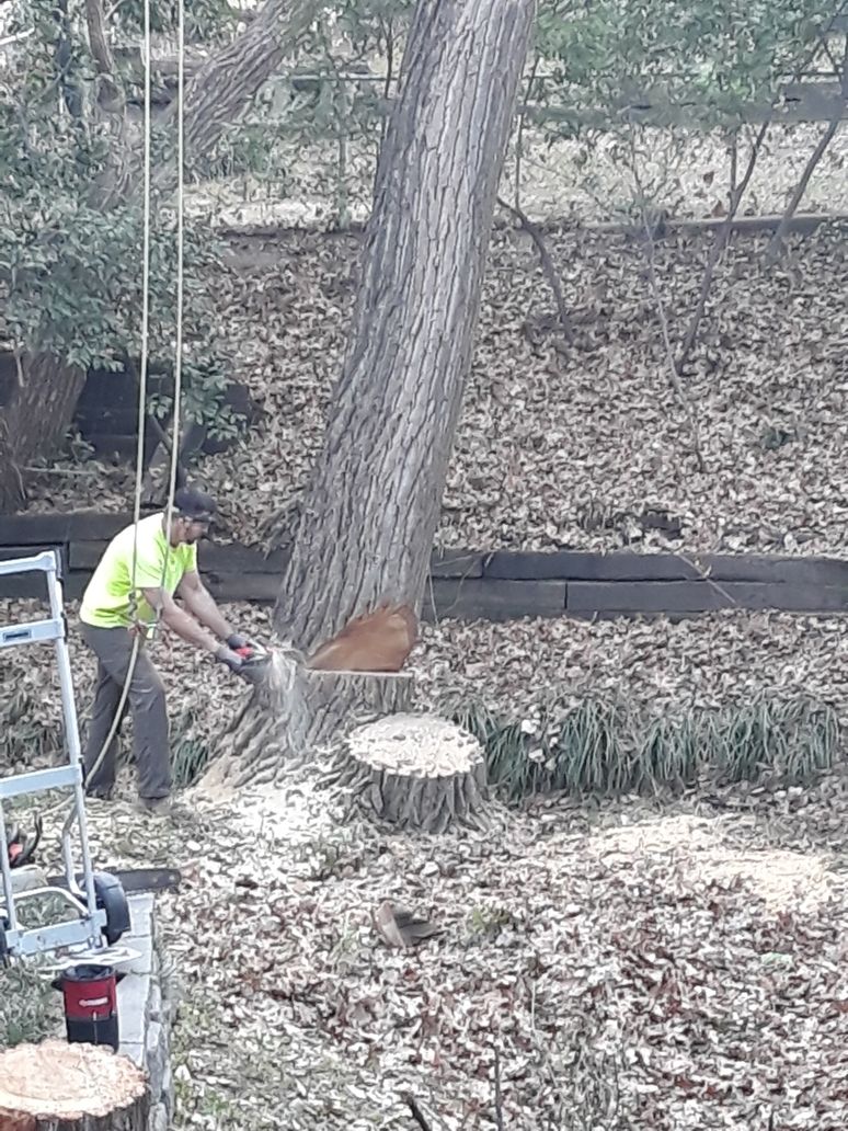  for TLC Professional Tree Service in Bedford, TX