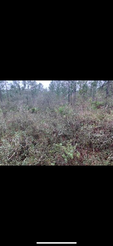 Forestry Mulching for Jacksonville Outdoors in Jacksonville, FL