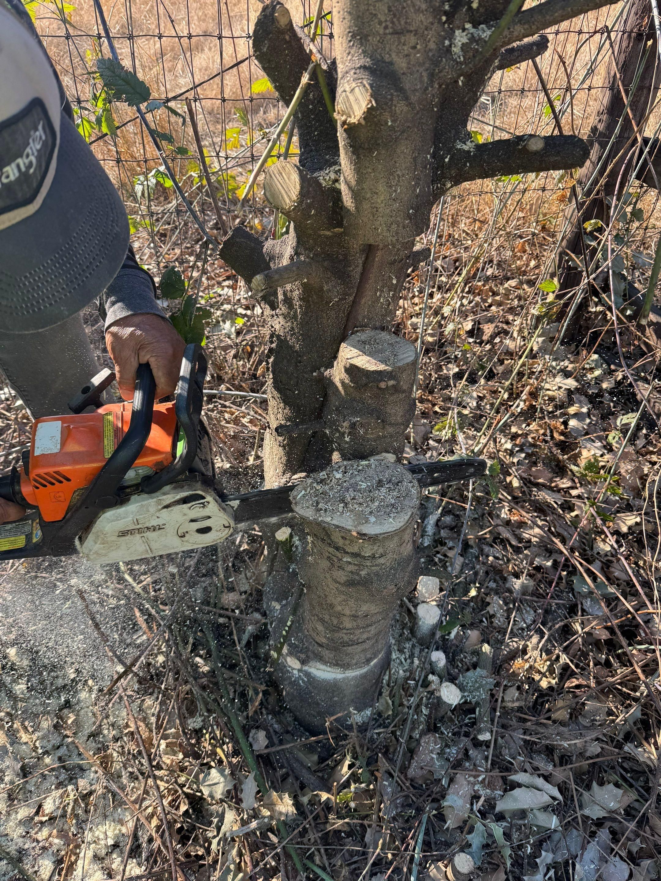 Tree trimming  for Willamette Landscaping and Tree Services in Albany, OR
