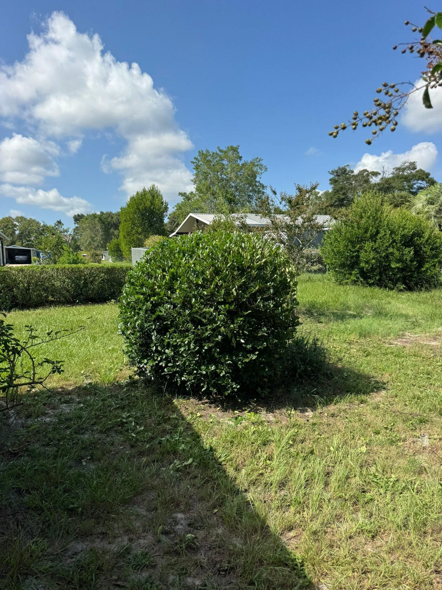 All Photos for Young's Lawn Services LLC in Ocala, FL