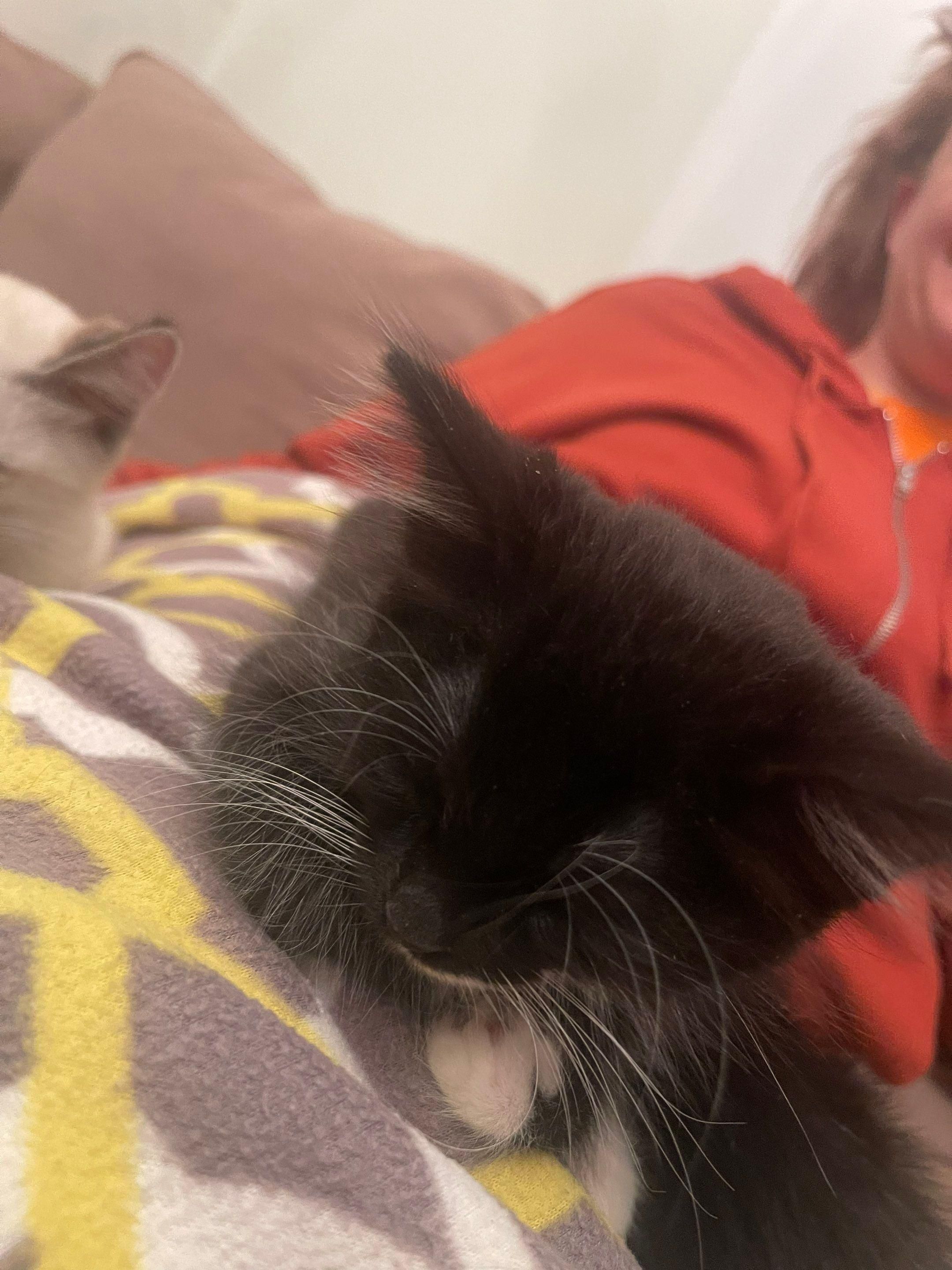 It's really about the pets we meet along the way... for Mr. Pipe Dreams LLC in Colorado Springs, CO