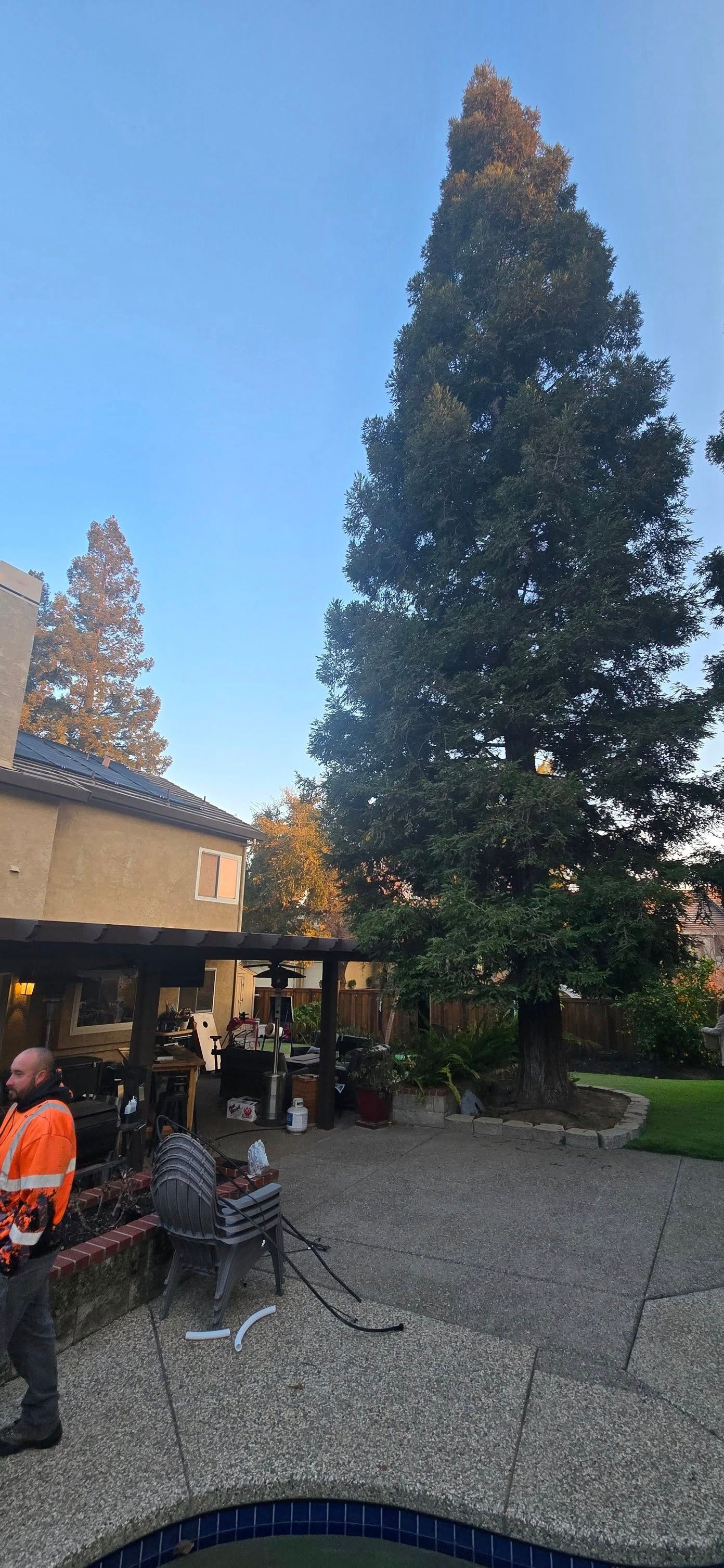  for George Staddan's Professional Tree Care in Placerville, CA