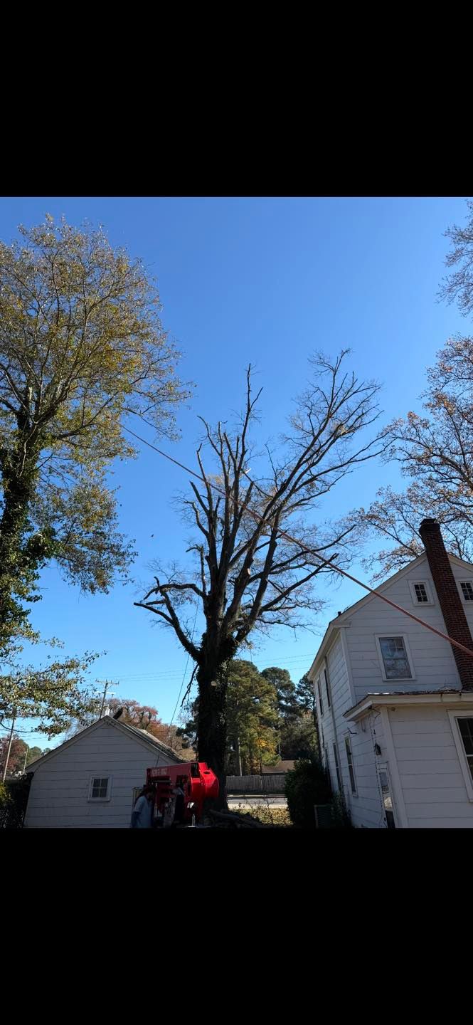  for Tidewater Tree Service in Chesapeake, VA