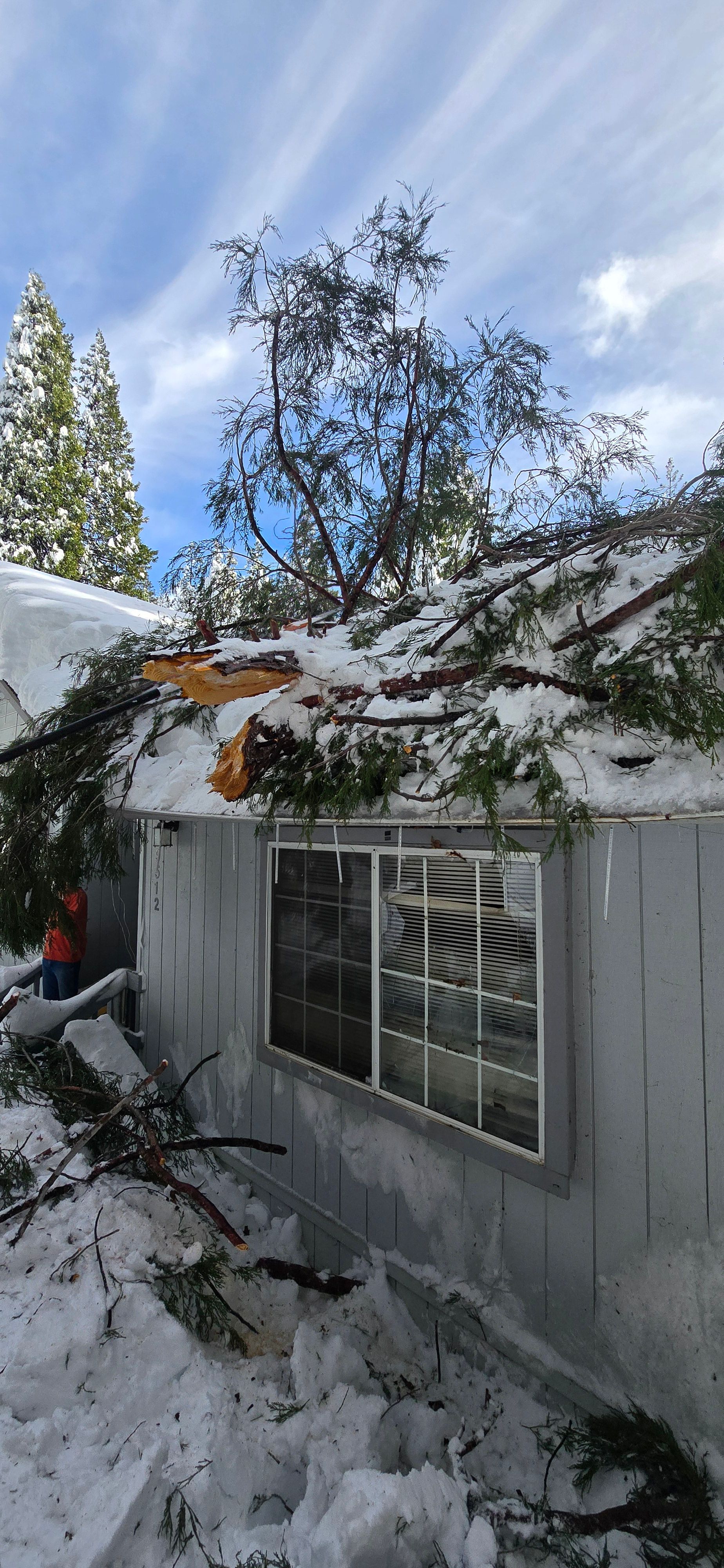  for George Staddan's Professional Tree Care in Placerville, CA