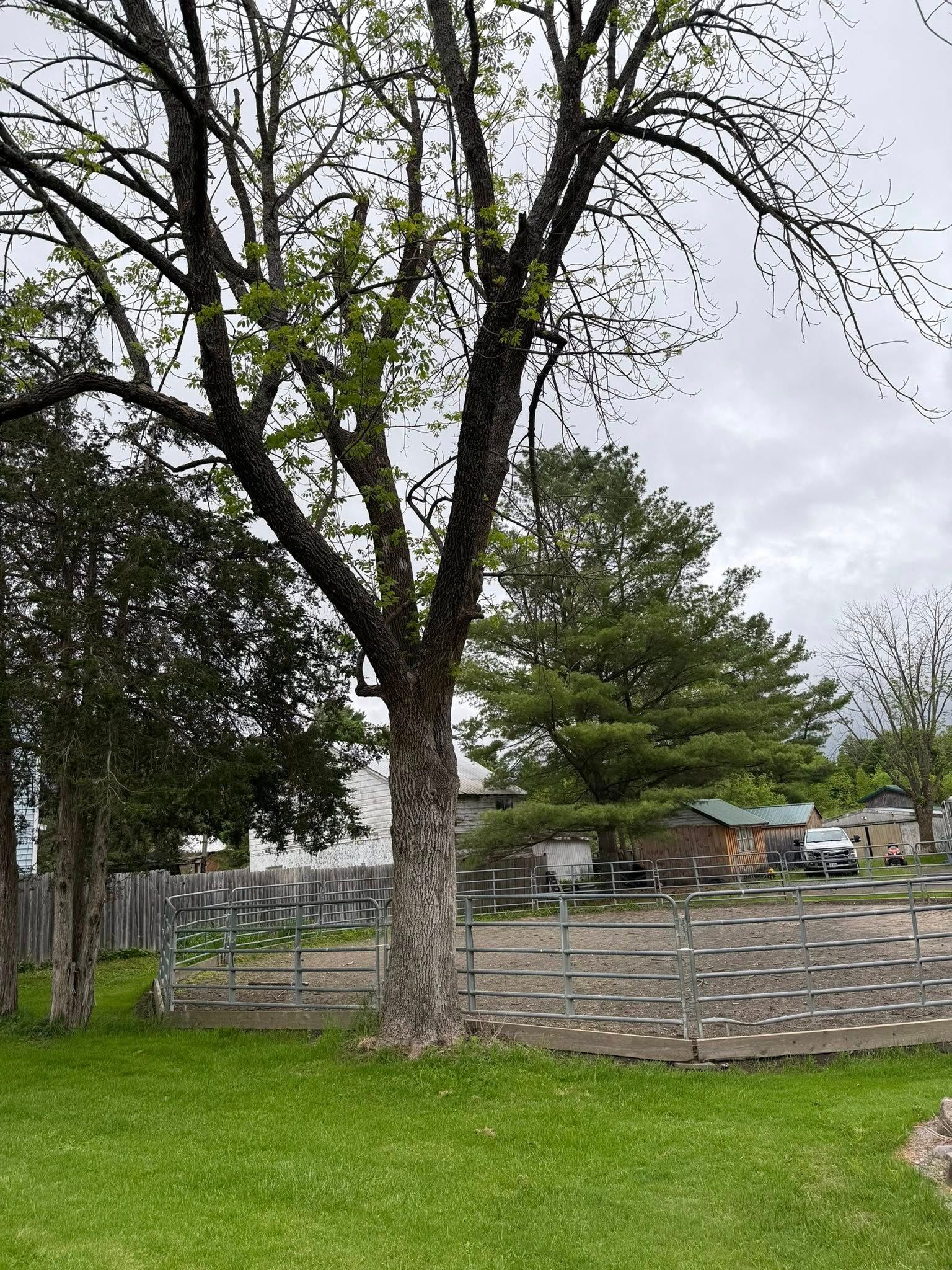All Photos for Sterlings Tree Removal in Cobleskill, New York