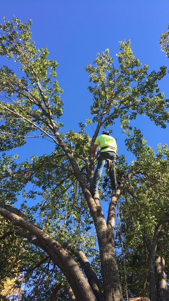  for A Realtree Service in Garland, TX