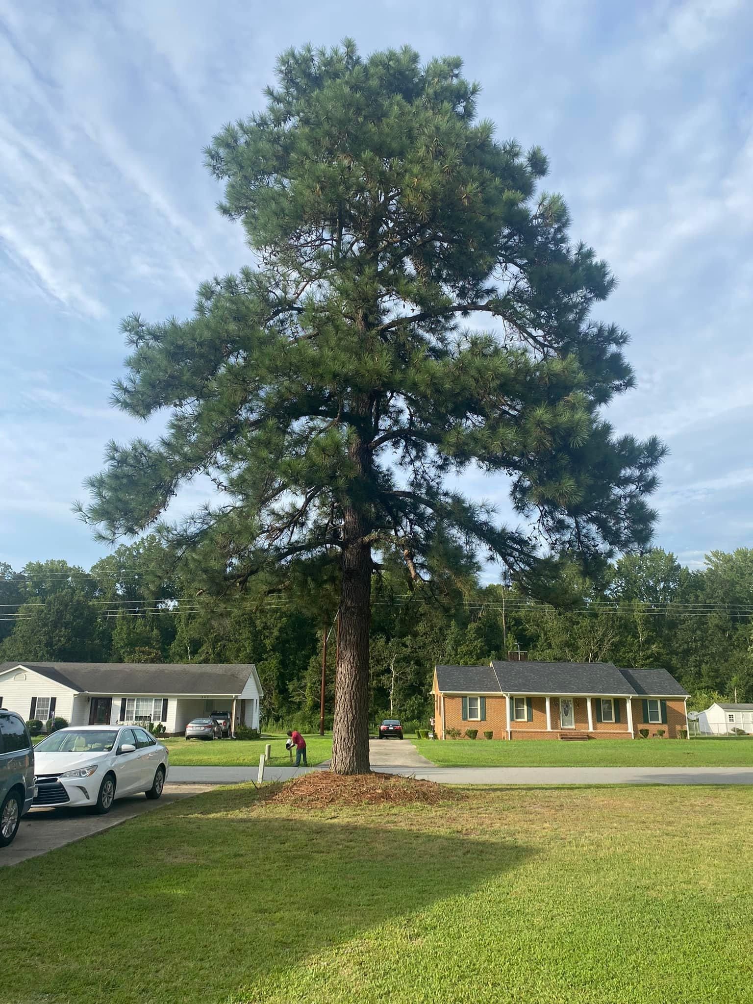  for Ascending Tree Service LLC in Kenbridge, VA