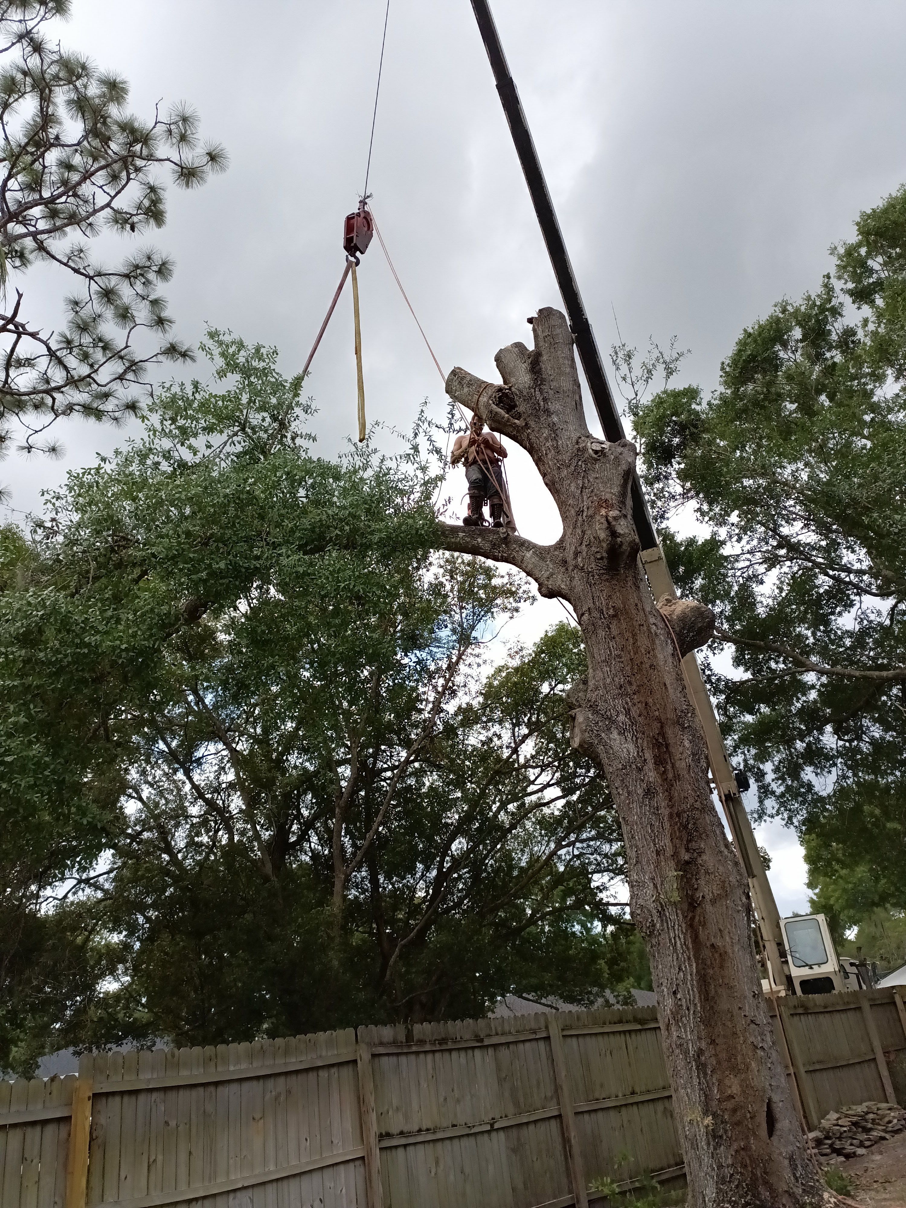  for A Southern Style Tree Service in Orlando, FL