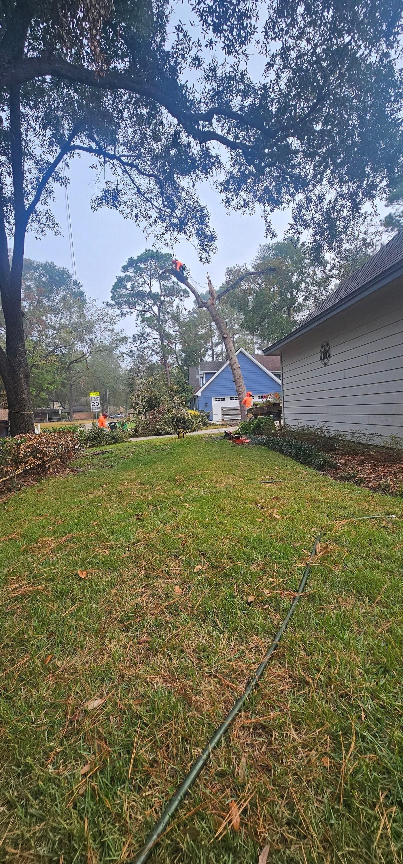  for Servin's Tree Care  in Houston, TX