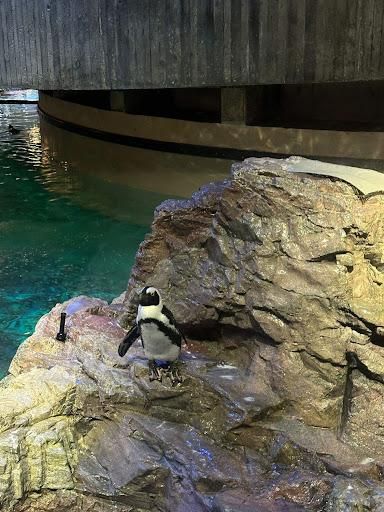  for Down Dog Yoga in Boston, MA