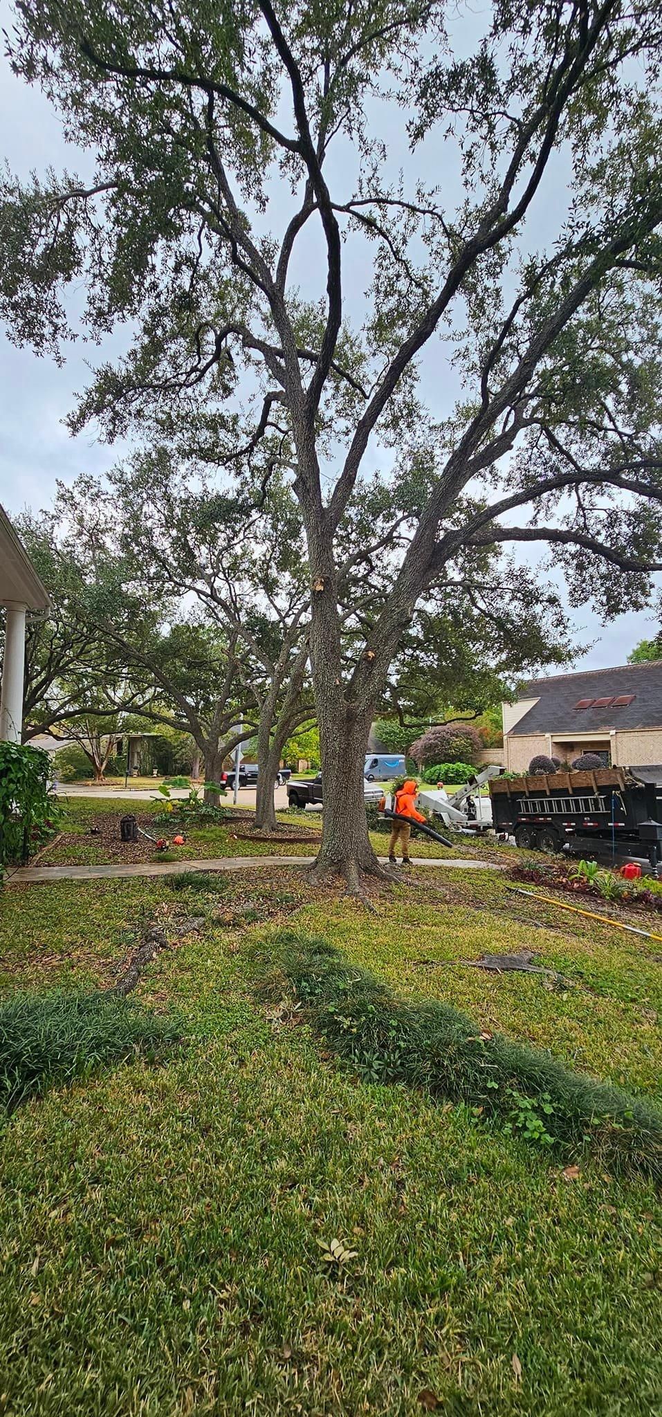  for Servin's Tree Care  in Houston, TX