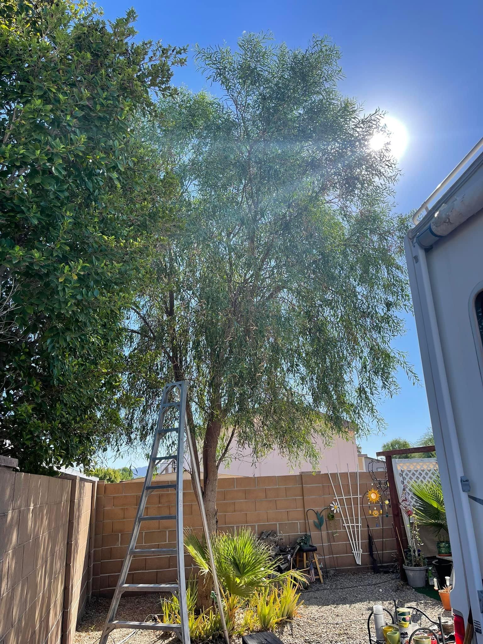  for Oliver L. Palm & Tree services in Yuma County, AZ