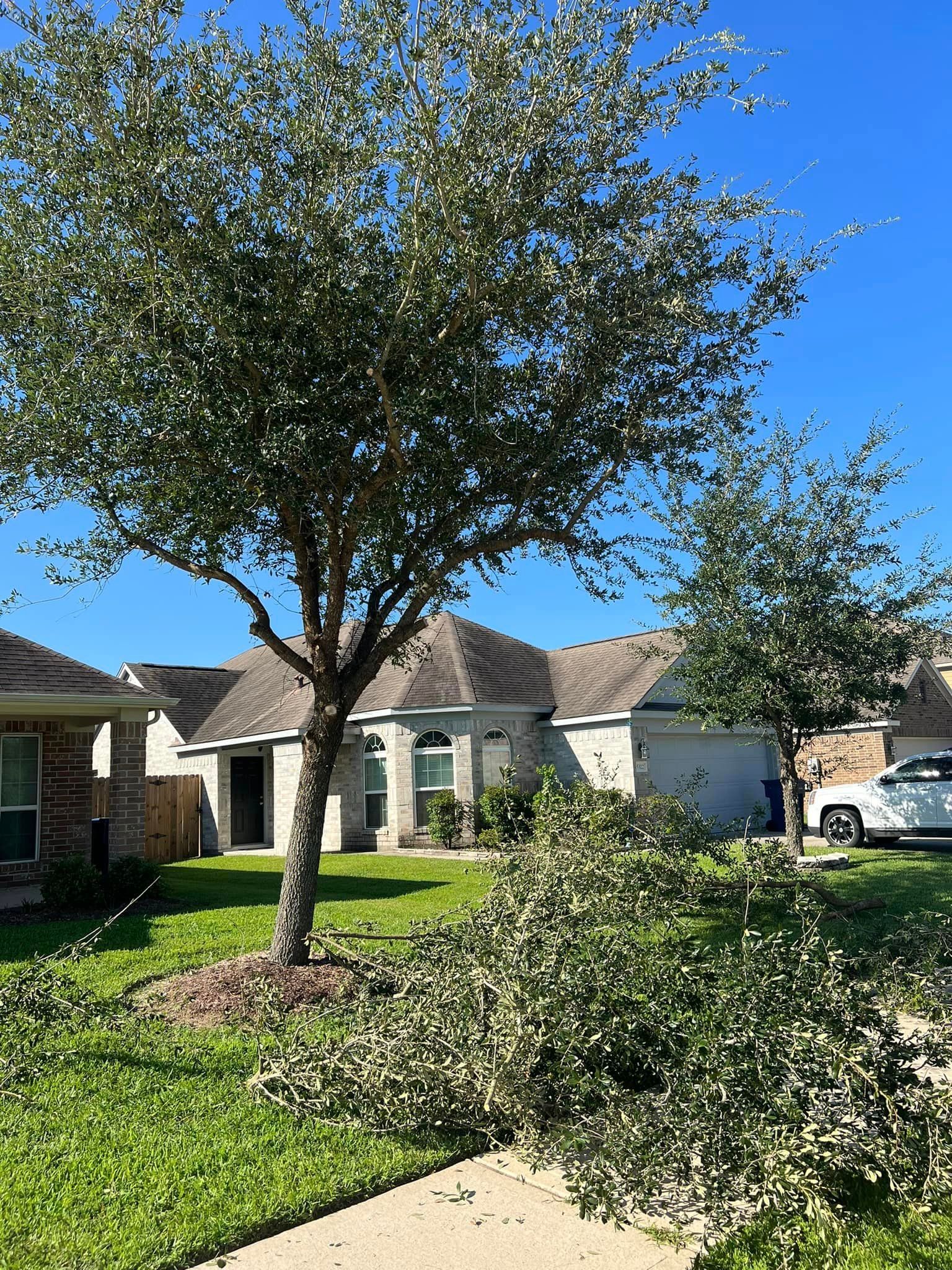 Tree Trimming for Bobby’s lawn services in Baytown, TX
