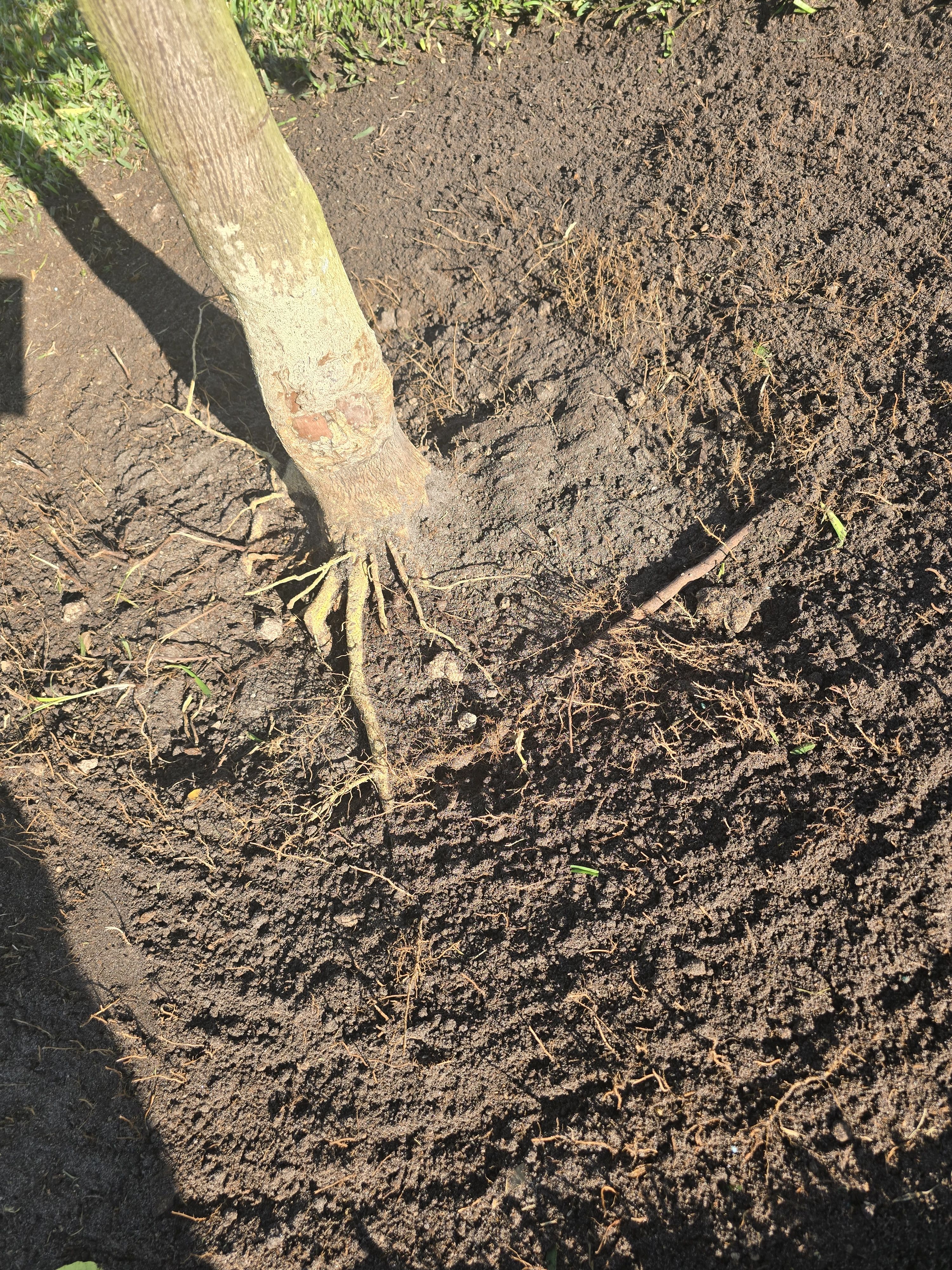  for Bridgewater Arbor Care LLC in Jupiter, FL