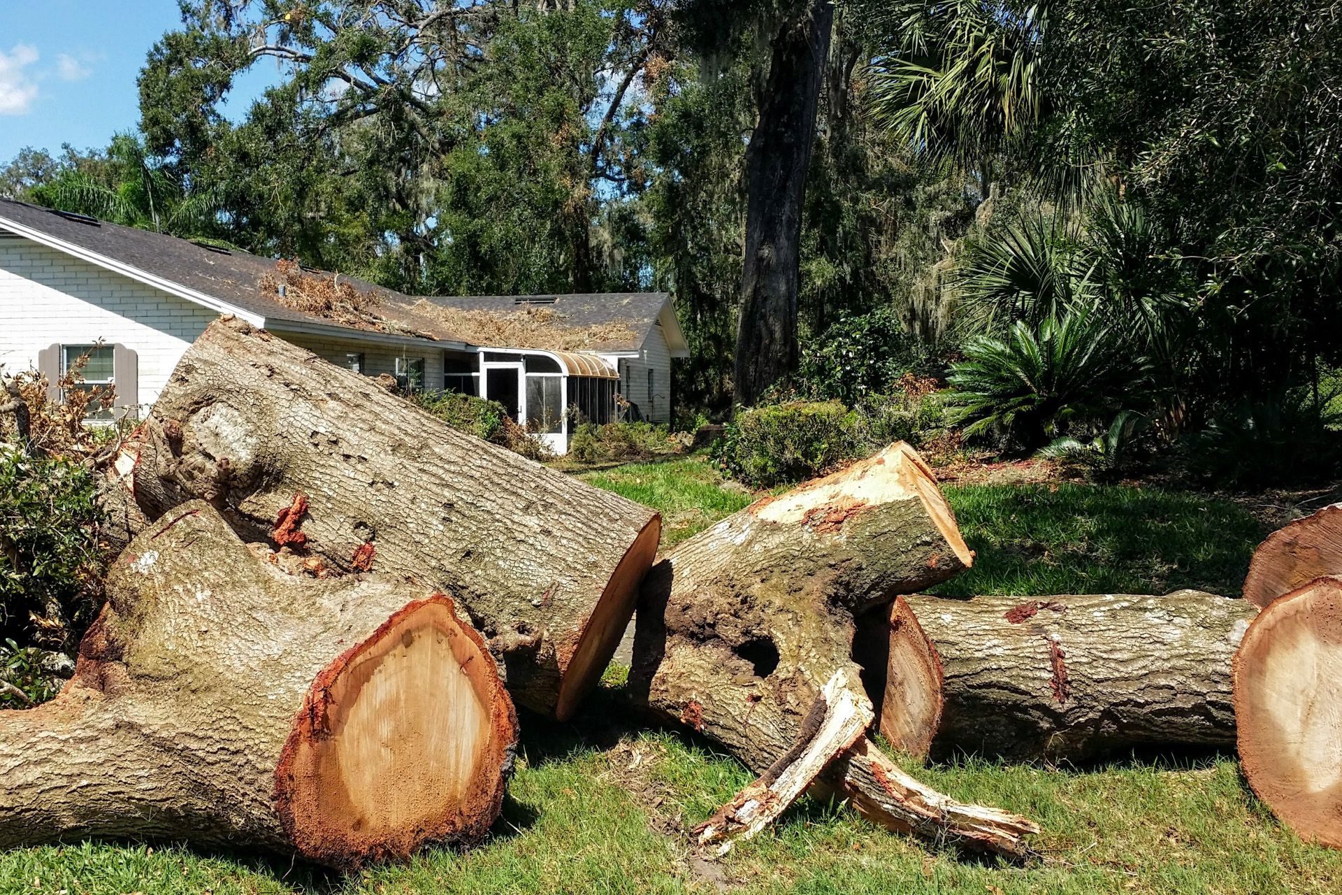 All Photos for Freedom Tree Pros in Melbourne, FL