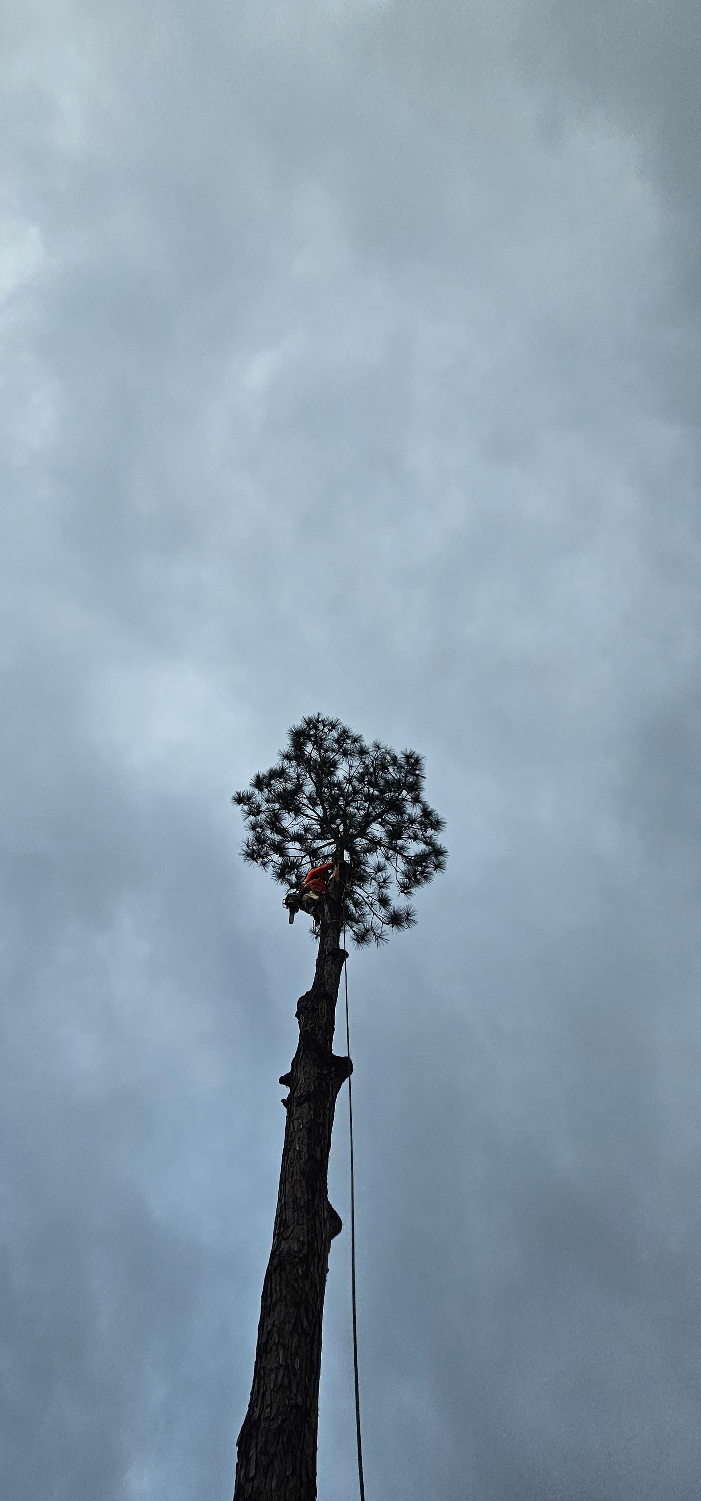  for Servin's Tree Care  in Houston, TX