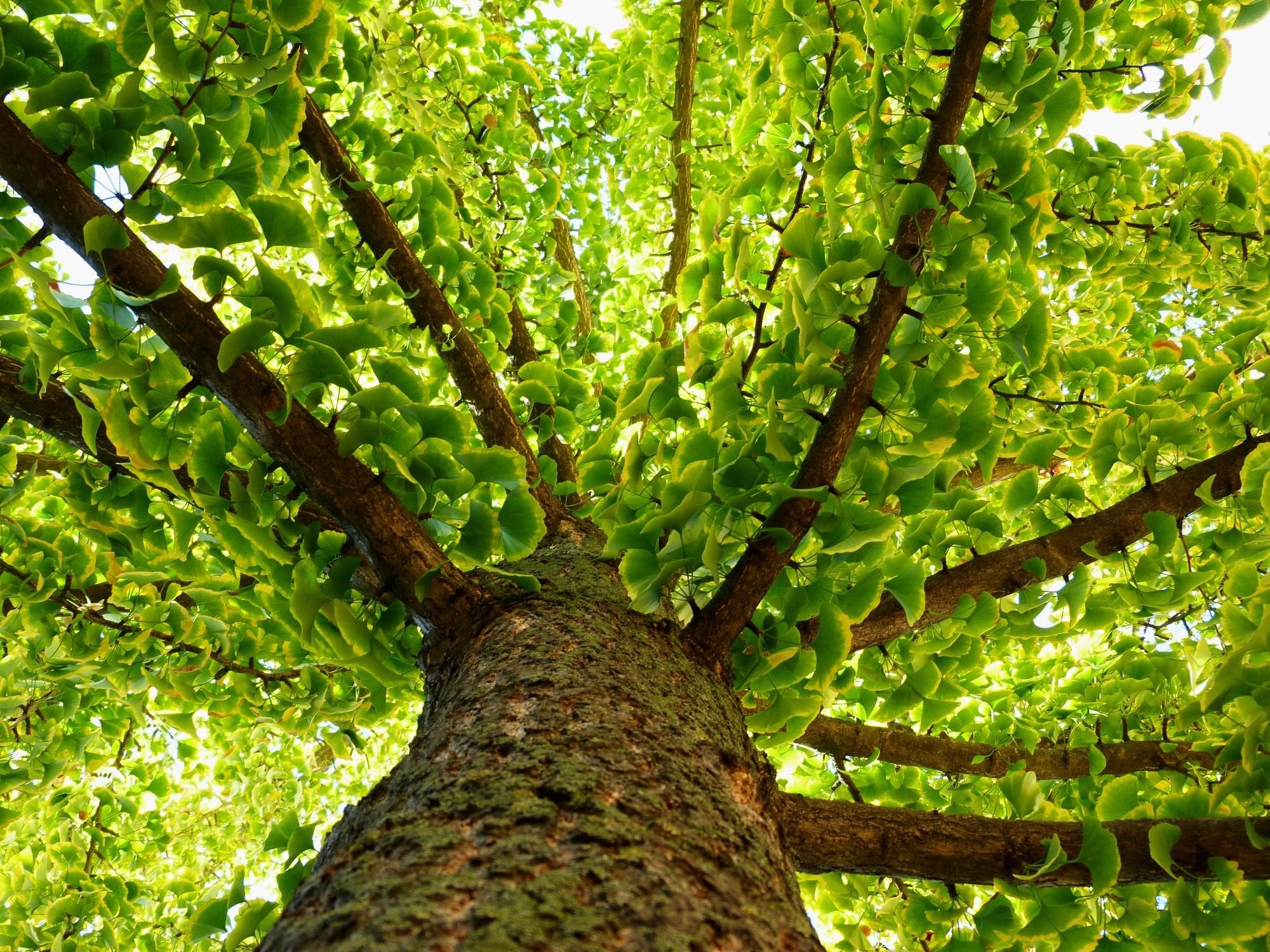  for Tree-B-Gone in Appleton, WI