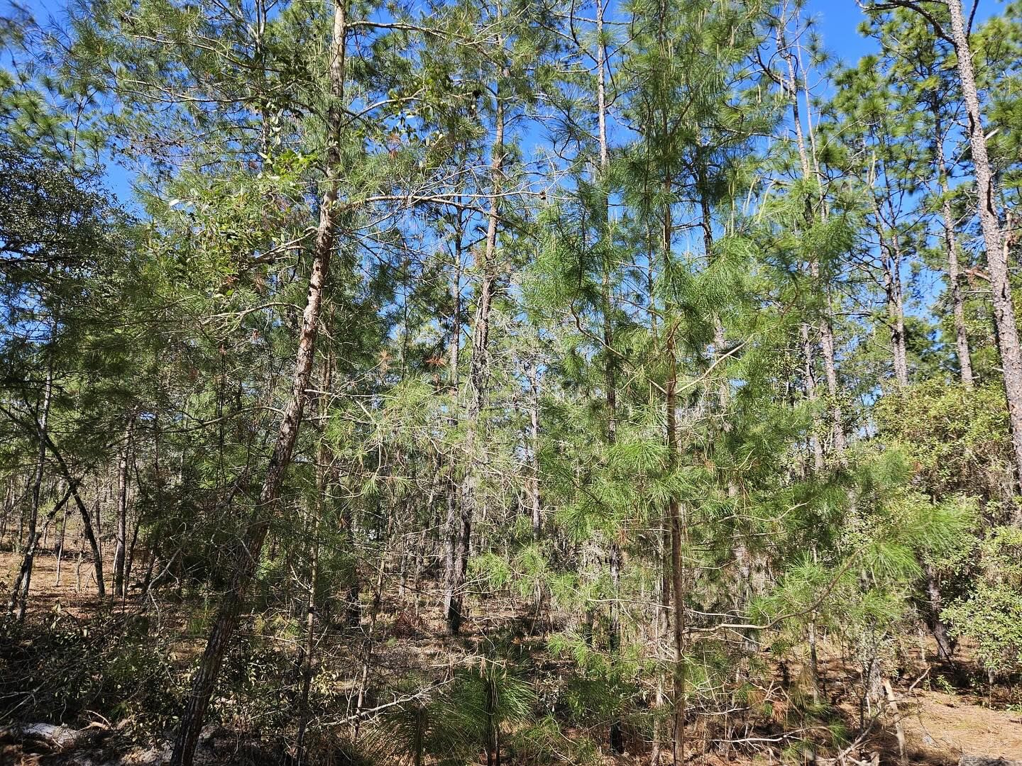  for J & E Land Clearing, LLC. in Dunnellon, FL