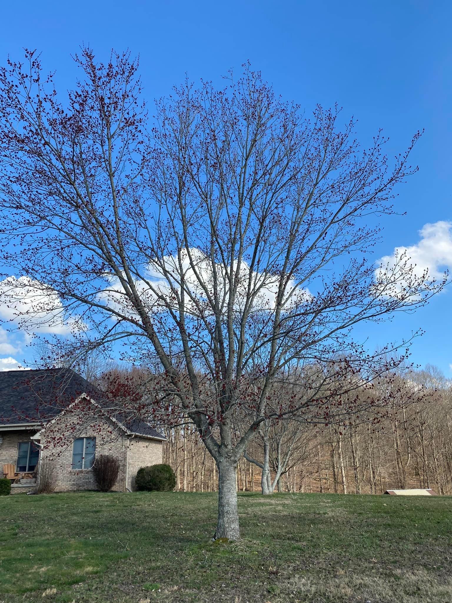 Tree Removal for Atwood’s Tree Care in Liberty,  KY