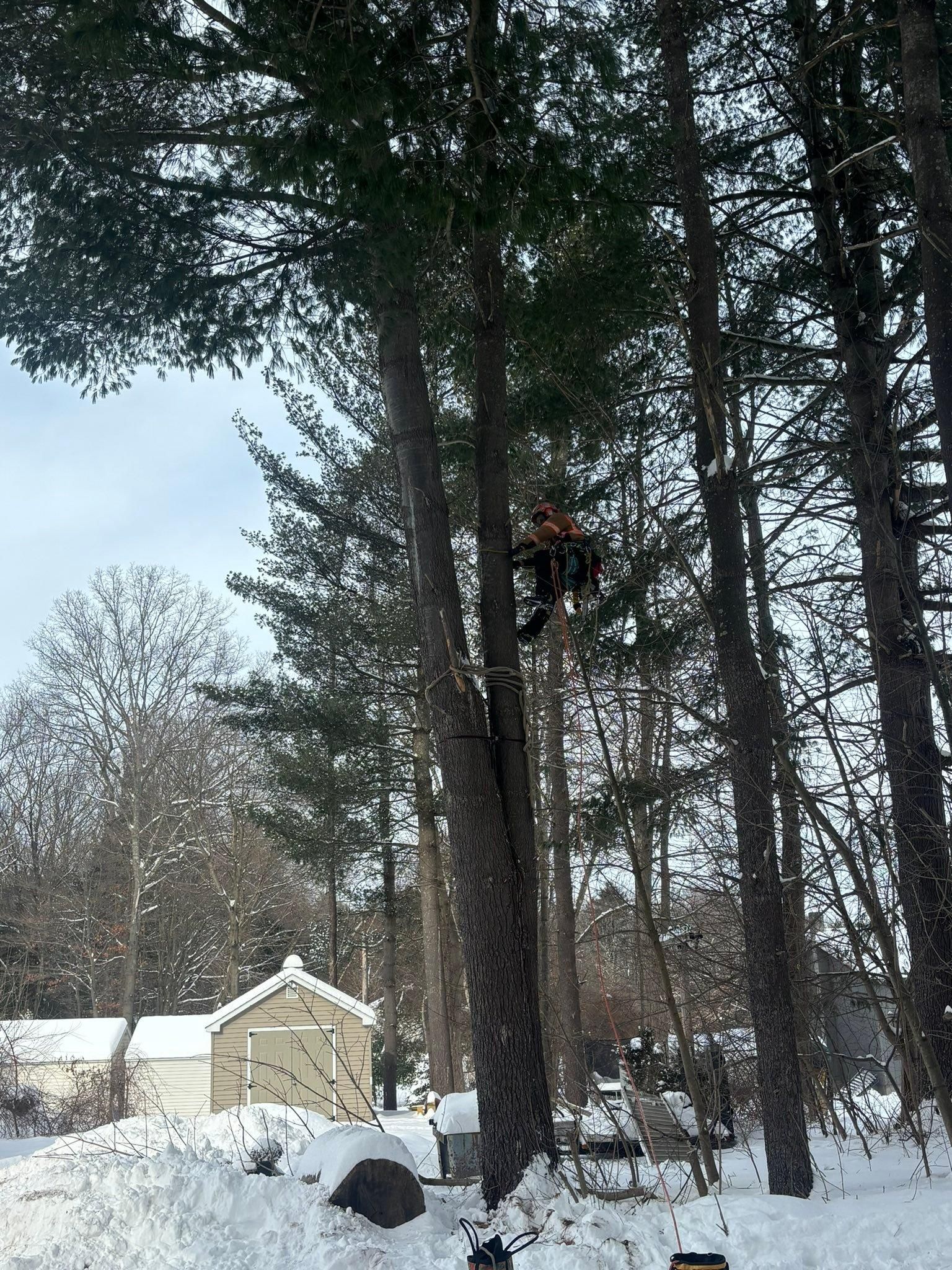  for T's Trees in Albany, NY