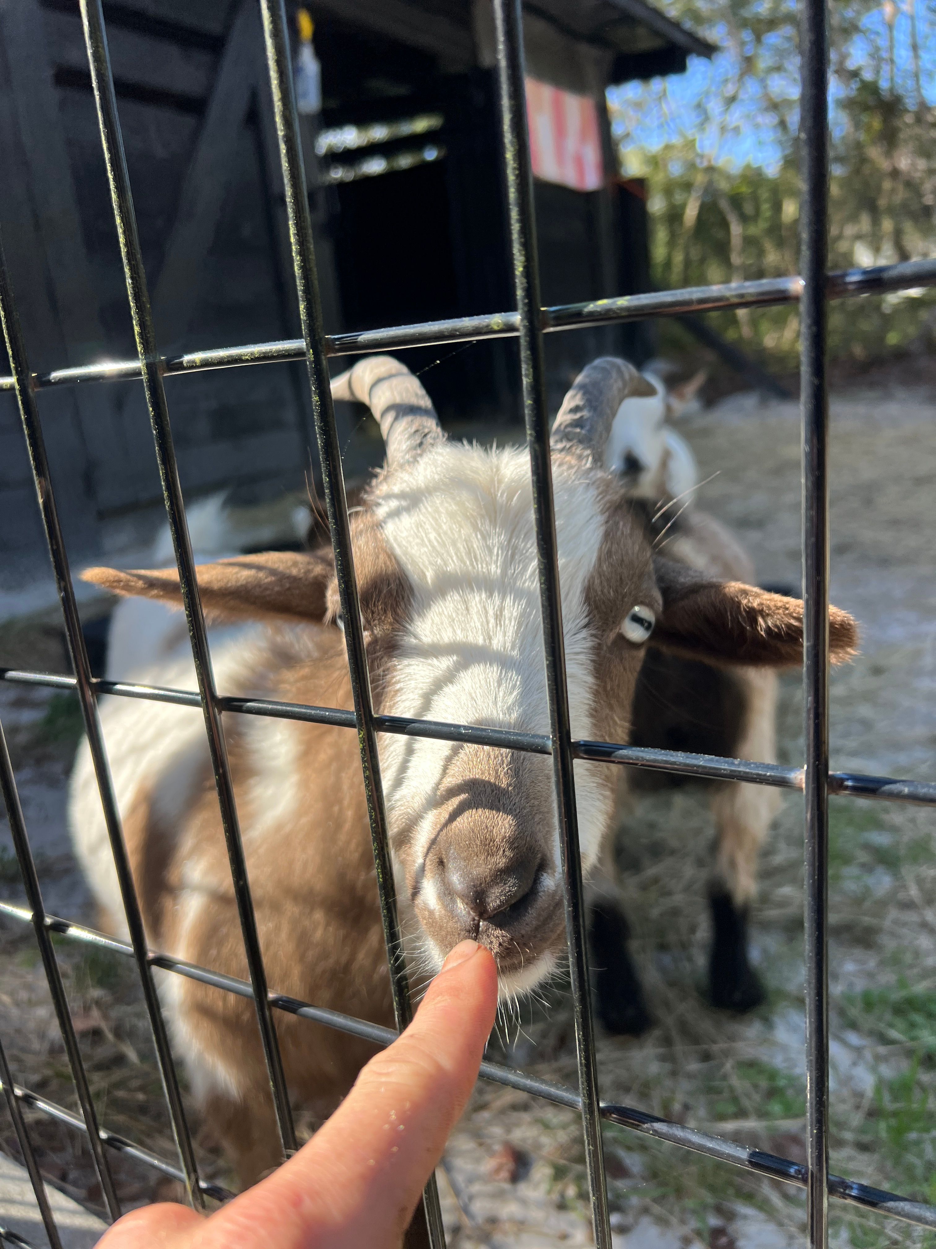  for C4 Ground Control in Oviedo, FL