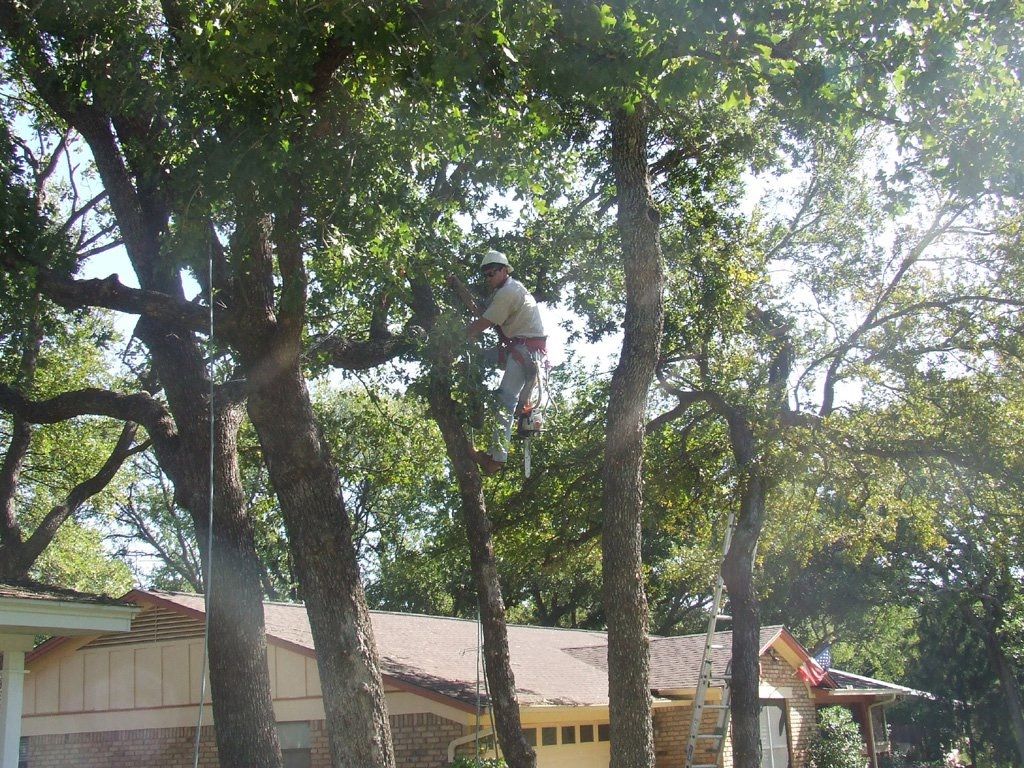  for TLC Professional Tree Service in Bedford, TX