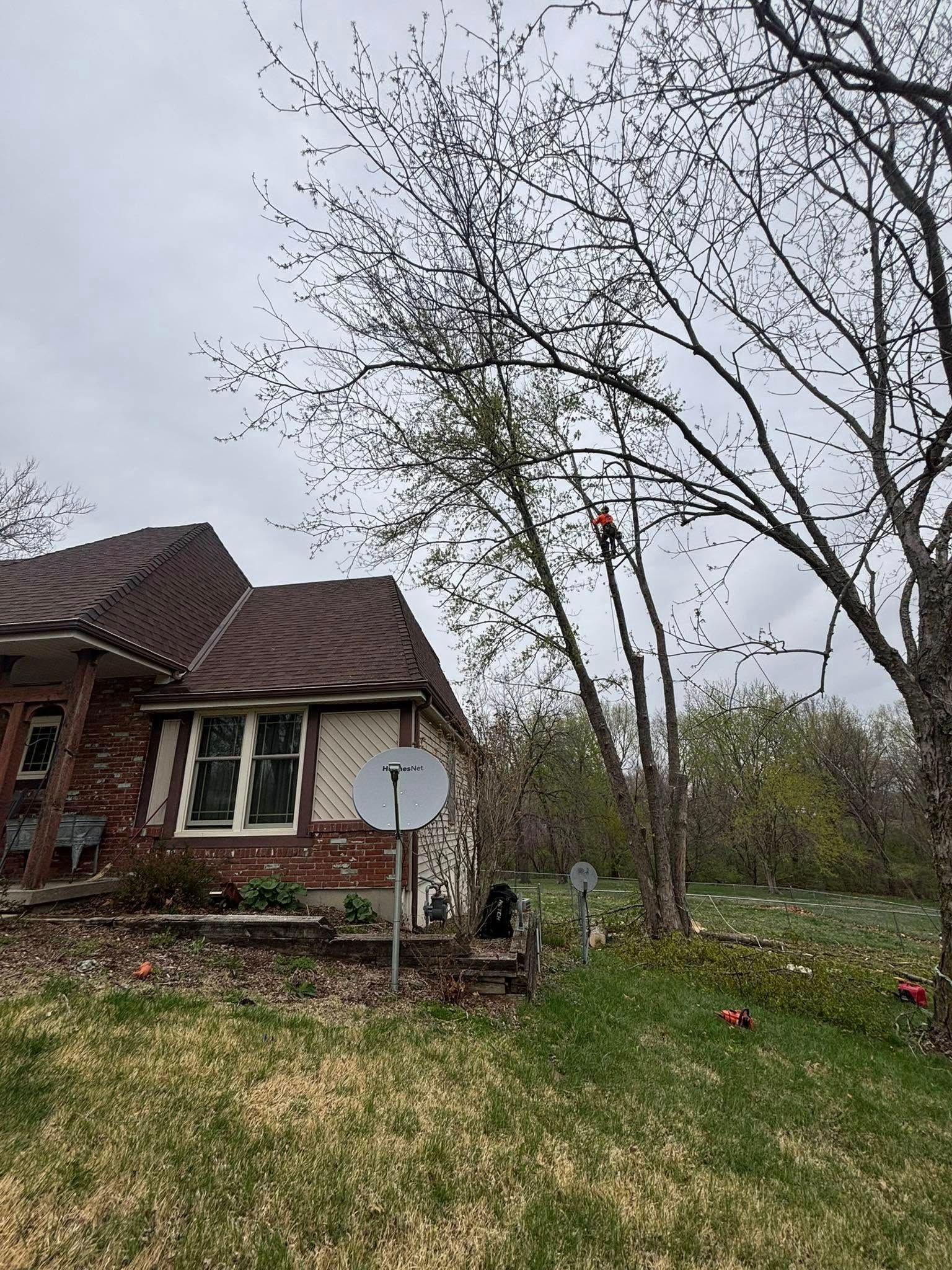 Tree Removal for Cross Family Tree Service in Kearney, MO