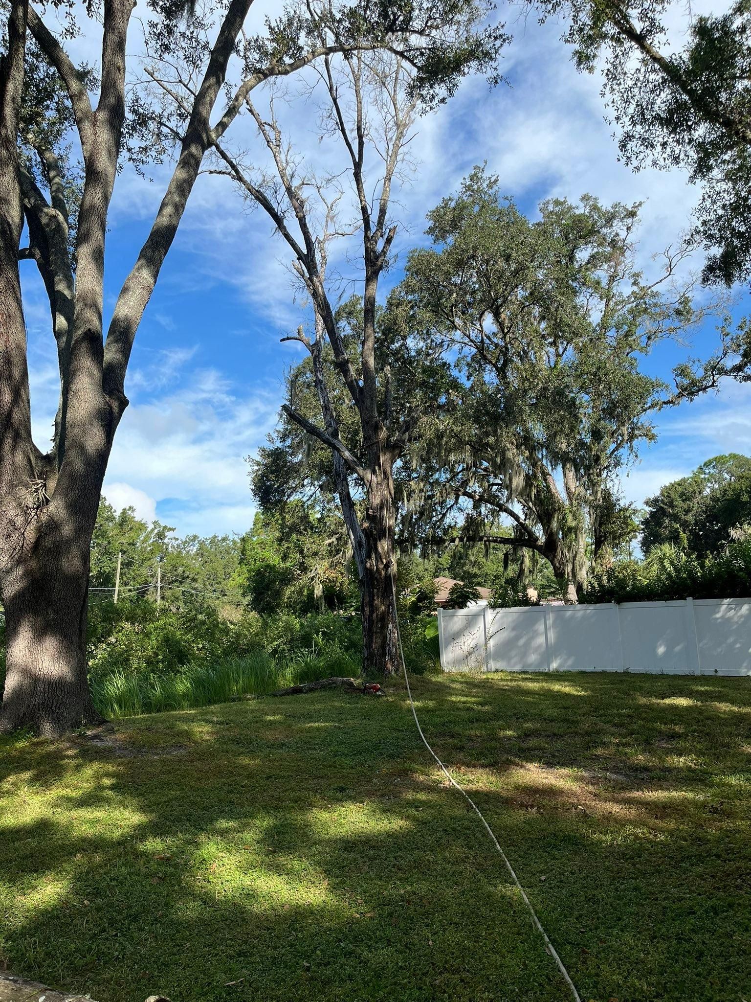  for Bills Tree Service in Valrico, FL